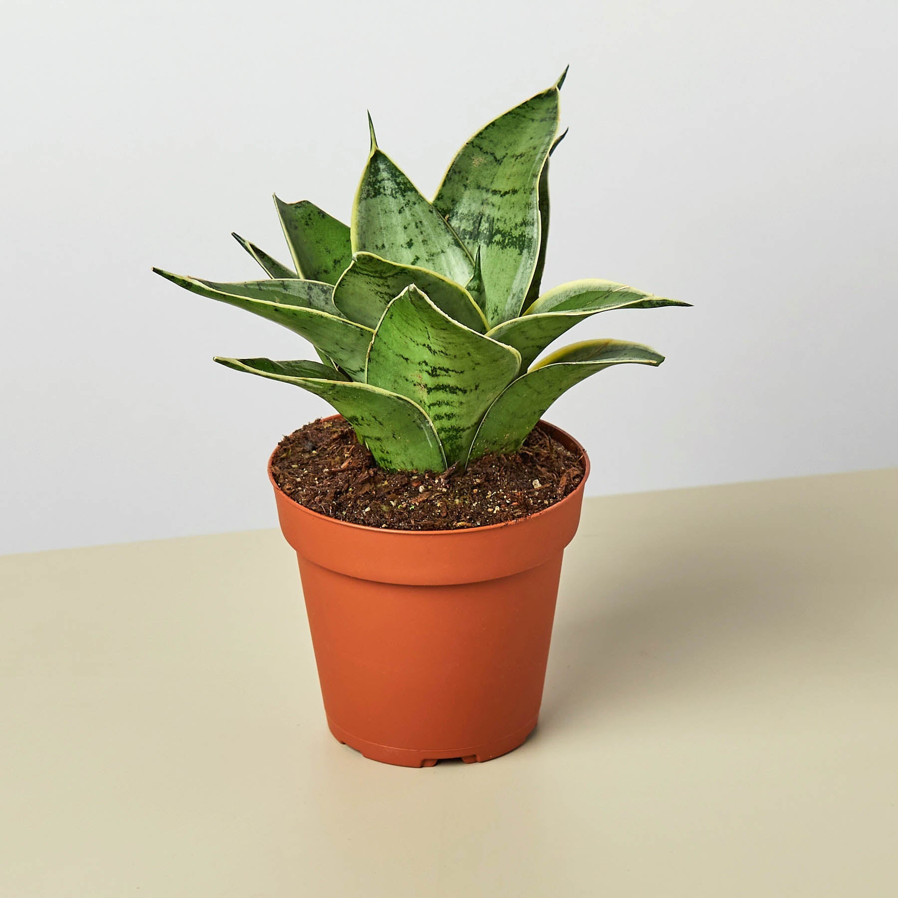 Snake Plant 'Starlight' | Sansevieria trifasciata 'Starlight'