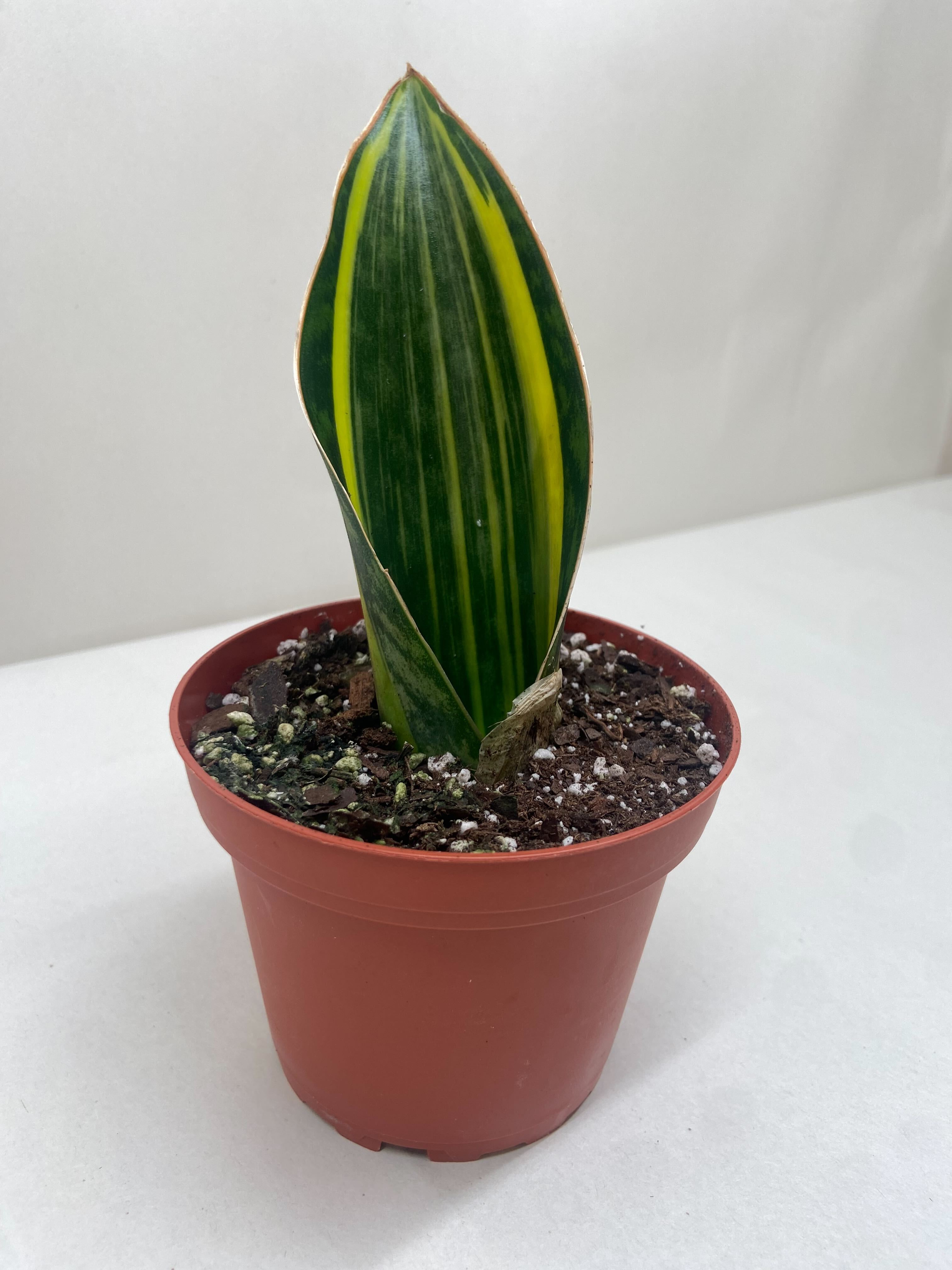 Variegated Shark Fin Snake Plant | Sansevieria masoniana 'Variegated'