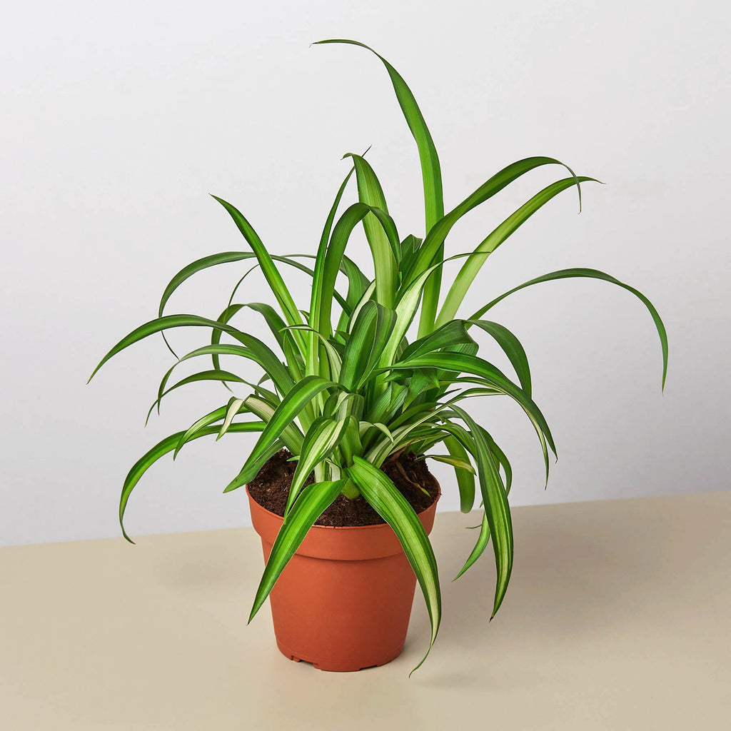 Spider Plant 'Hawaiian' | Chlorophytum comosum 'Hawaiian'
