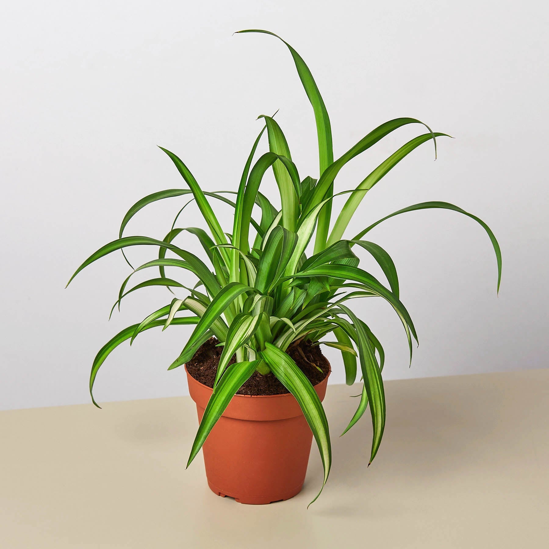 Spider Plant 'Hawaiian' | Chlorophytum comosum 'Hawaiian'