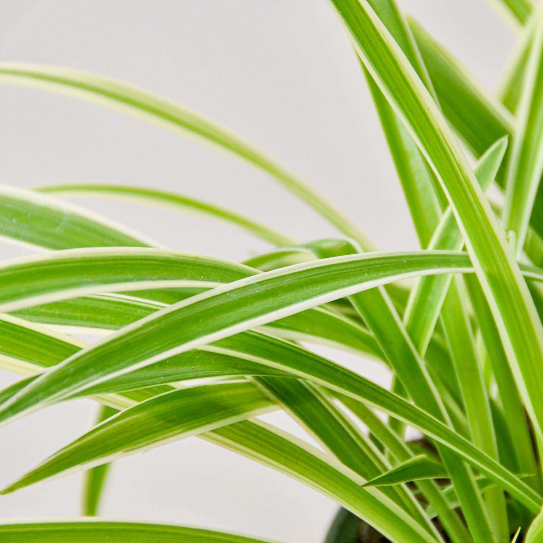 Spider Plant 'Reverse' | Chlorophytum comosum 'Variegatum'
