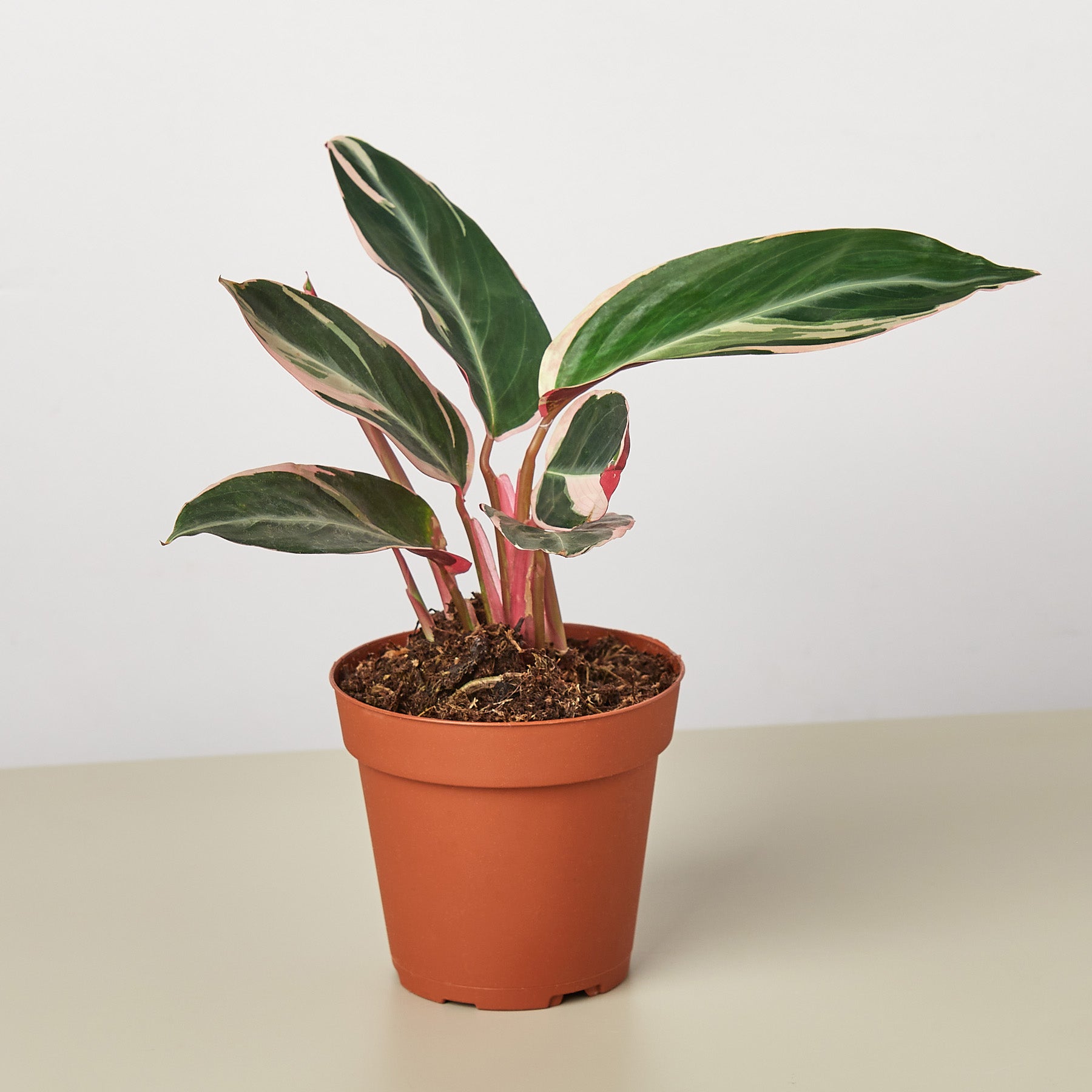 Stromanthe 'Triostar' | Stromanthe sanguinea 'Triostar'