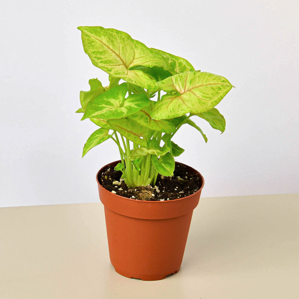 Syngonium 'Gold' | Syngonium podophyllum