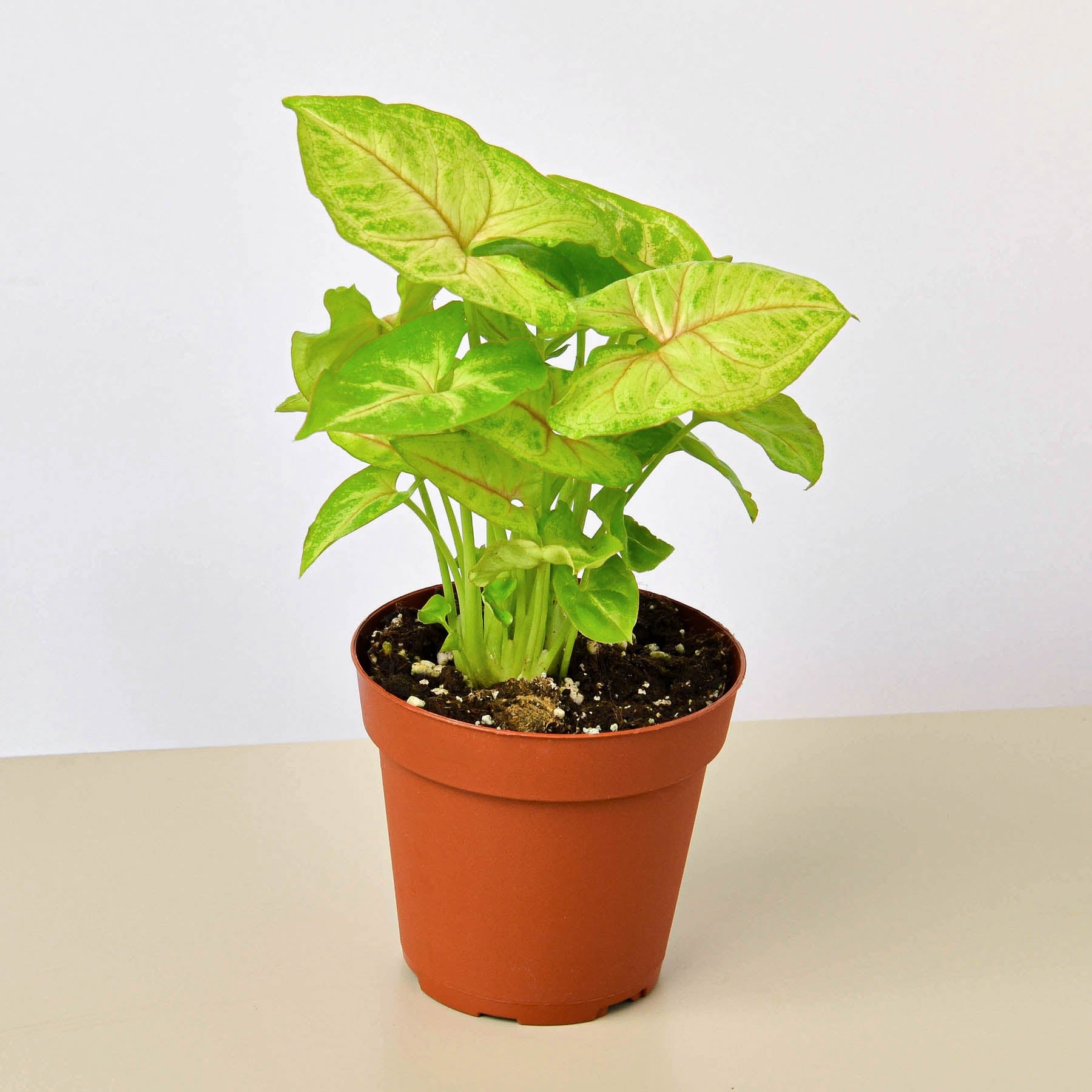 Syngonium 'Gold' | Syngonium podophyllum