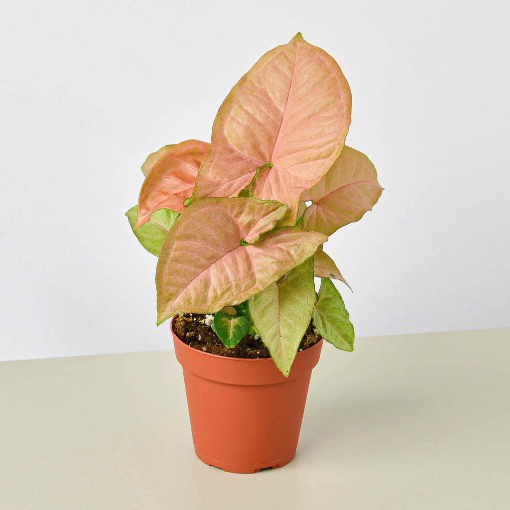 Syngonium 'Strawberry' | Syngonium podophyllum 'Strawberry'