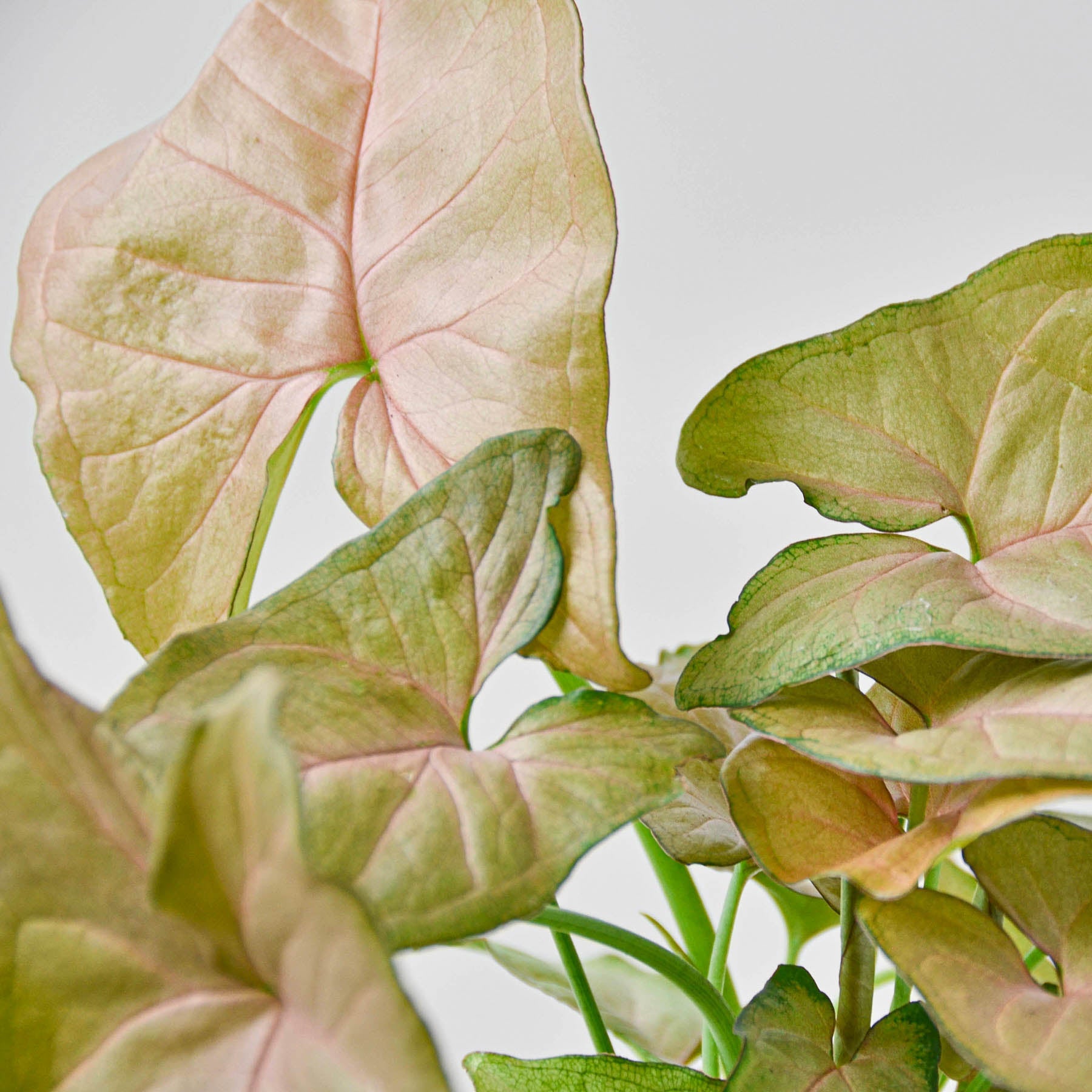 Syngonium 'Strawberry' | Syngonium podophyllum 'Strawberry'