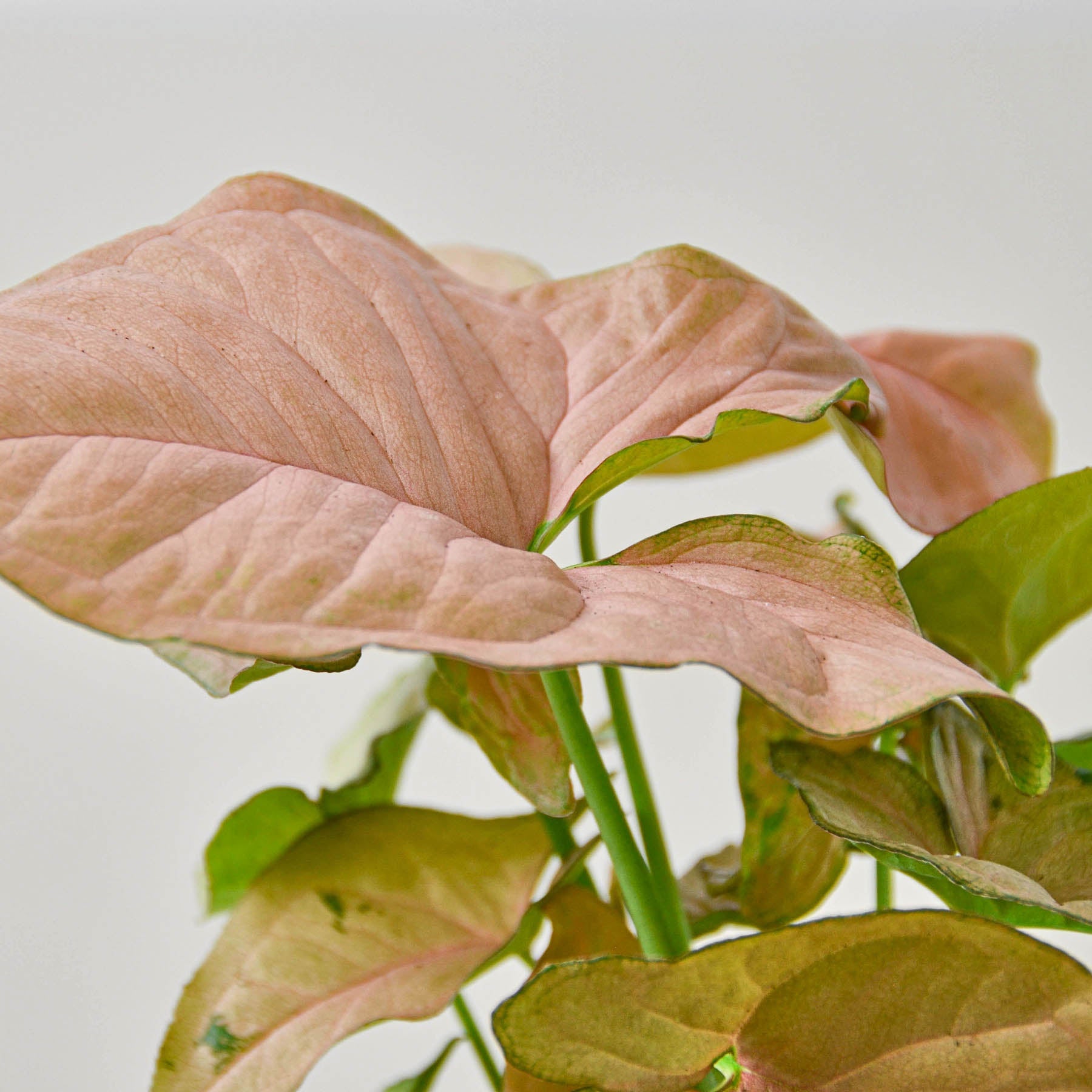 Syngonium 'Strawberry' | Syngonium podophyllum 'Strawberry'
