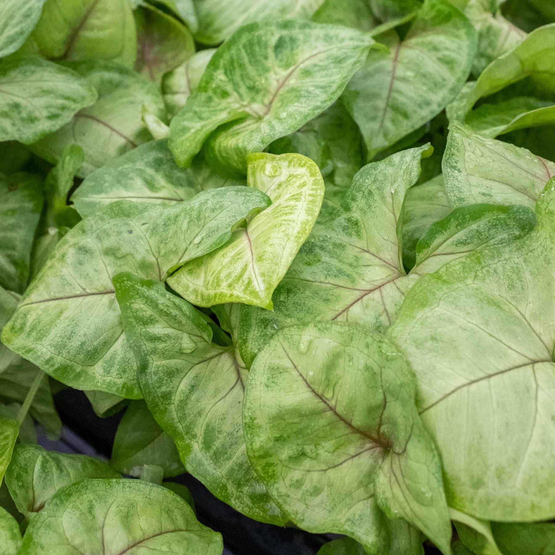 Syngonium 'Gold' | Syngonium podophyllum