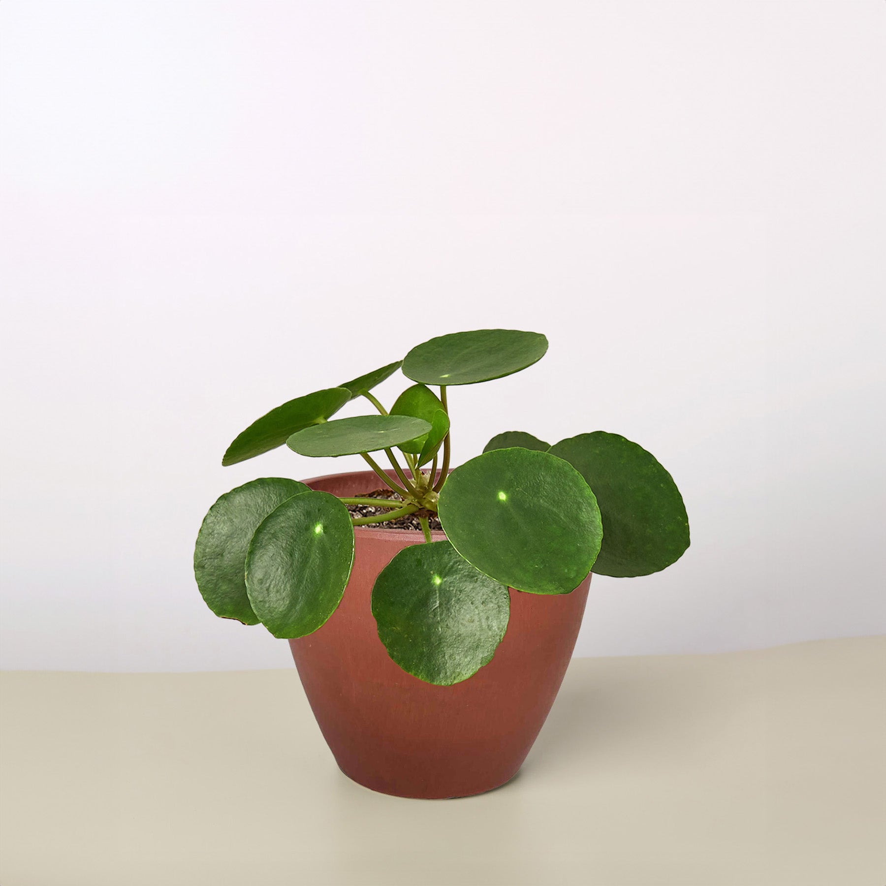 Pilea peperomioides 'Chinese Money' | Pilea peperomioides
