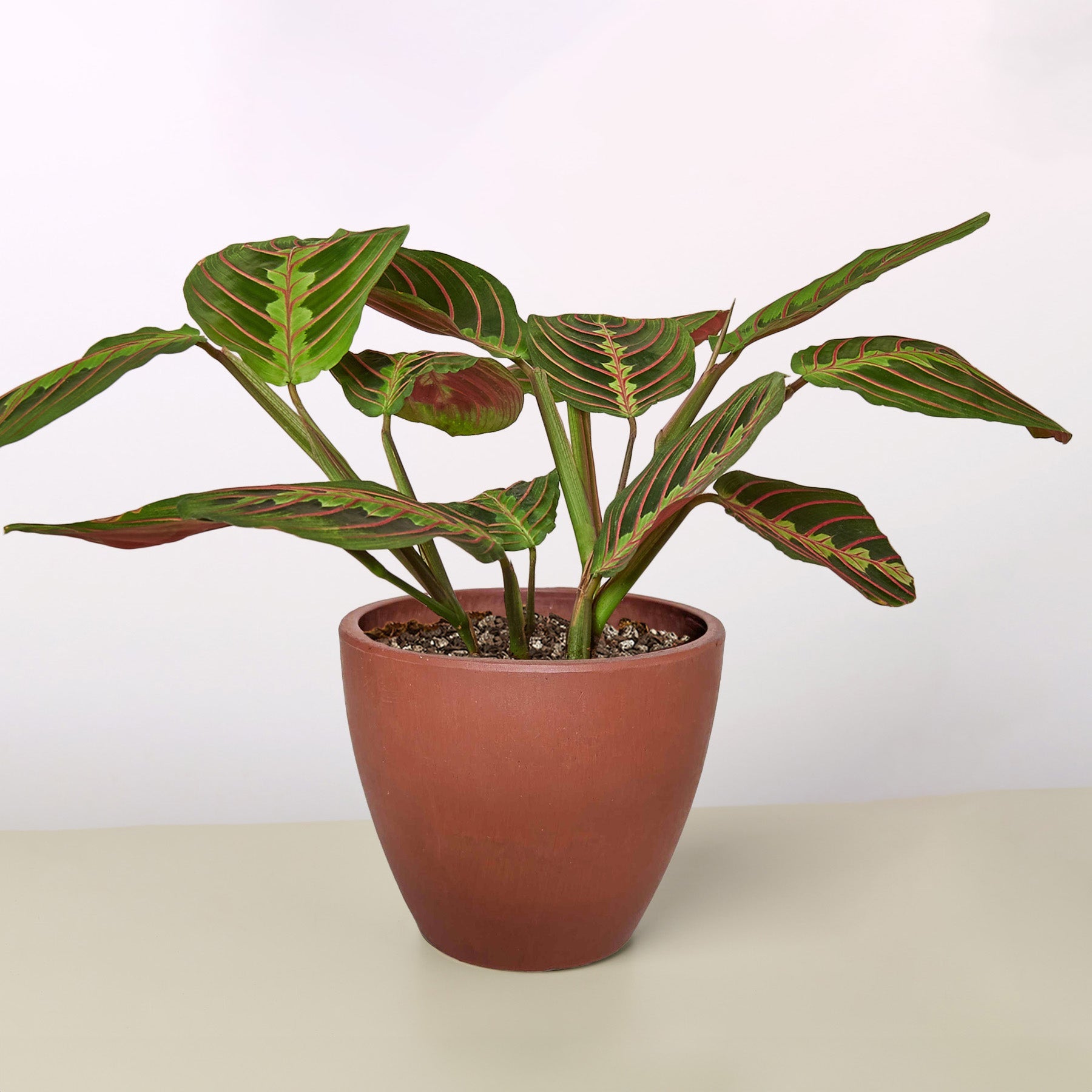Maranta 'Red Prayer' | Maranta leuconeura var. erythroneura