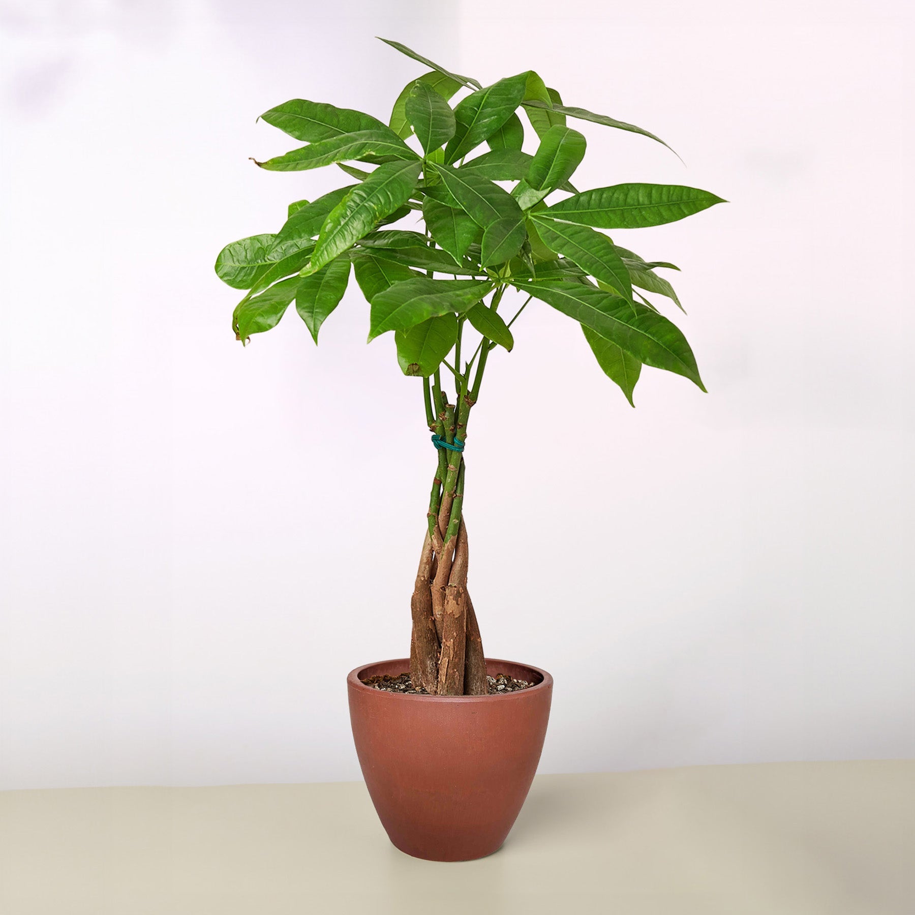 Money Tree 'Guiana Chestnut' | Pachira aquatica