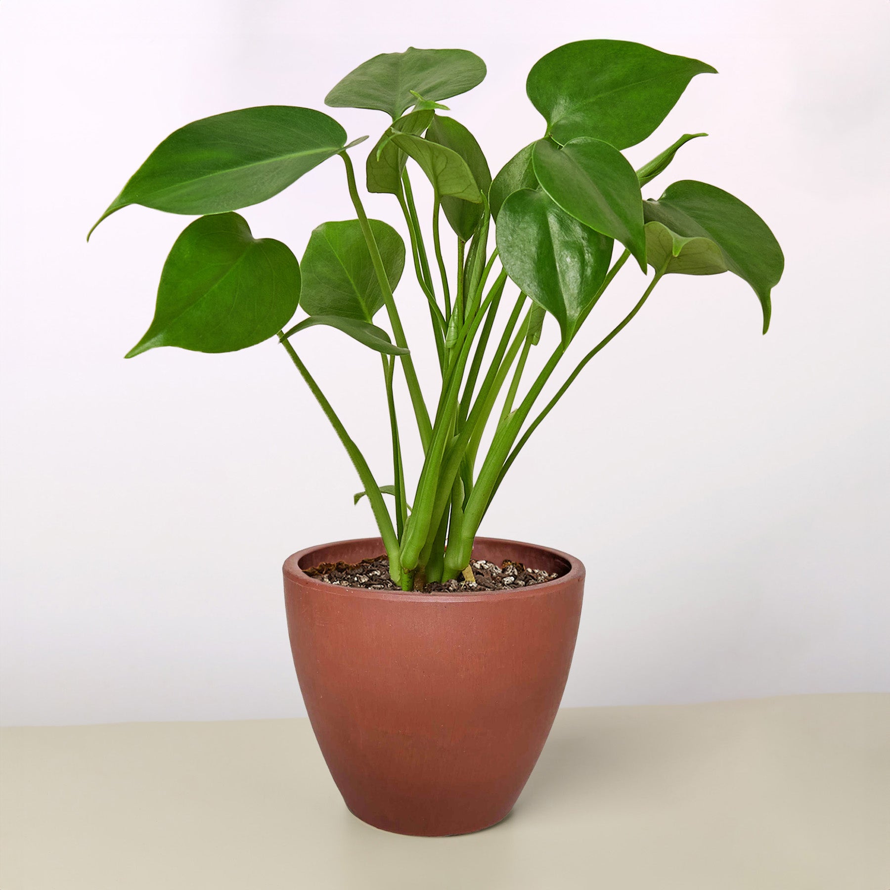 Monstera 'Split-Leaf' | Monstera deliciosa