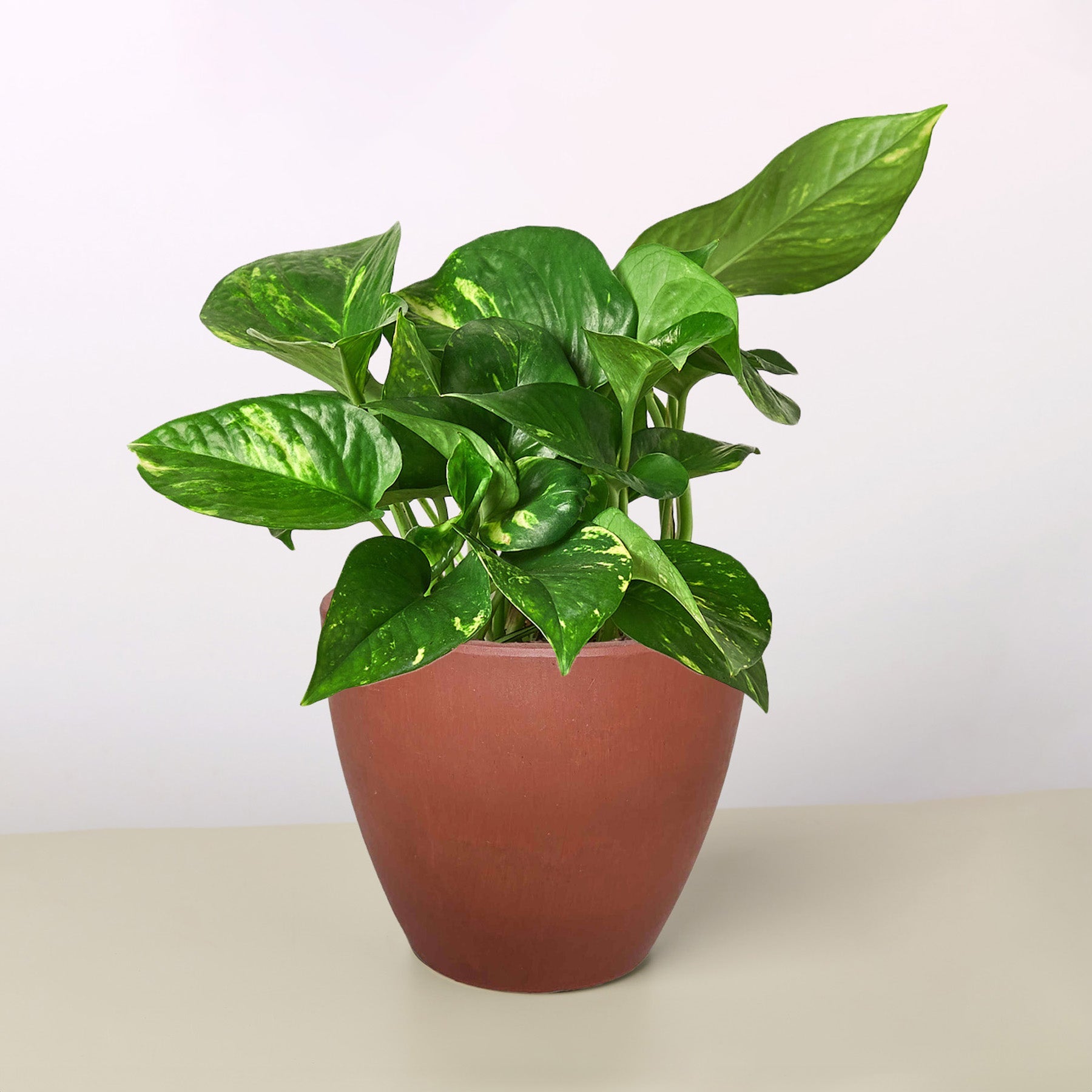 Pothos 'Golden' | Epipremnum aureum