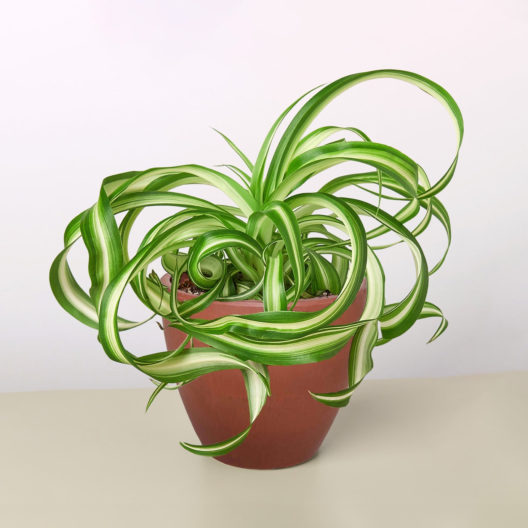 Spider Plant 'Bonnie' | Chlorophytum comosum 'Bonnie'