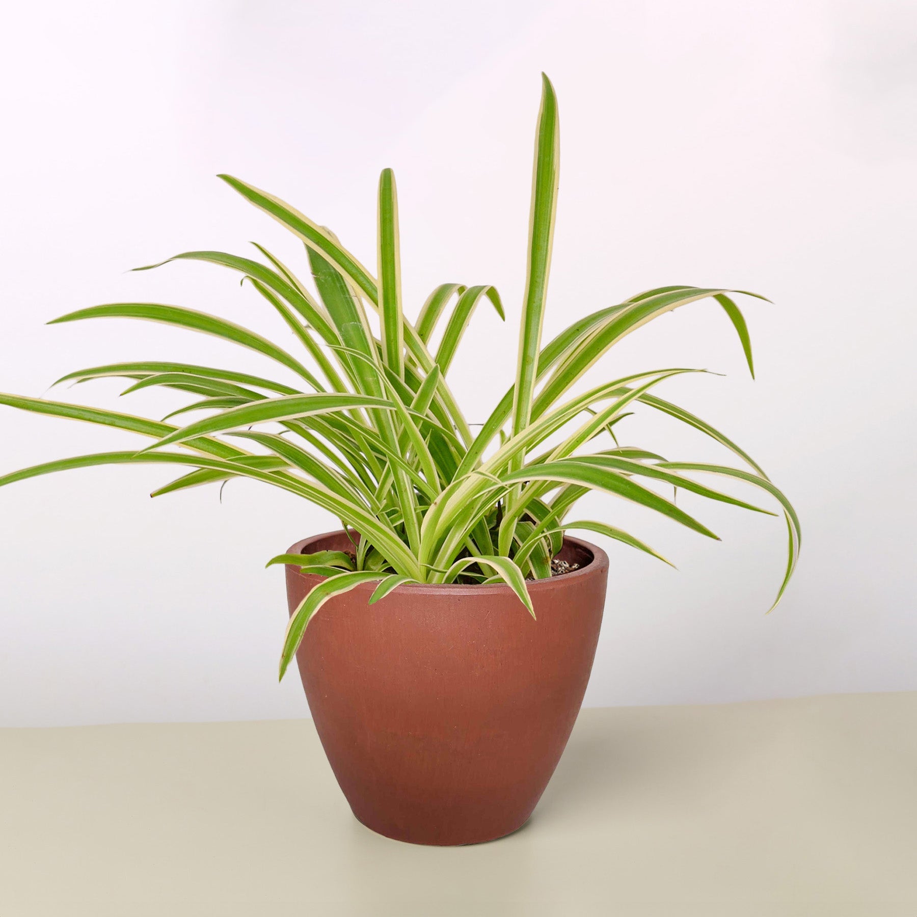 Spider Plant 'Reverse' | Chlorophytum comosum 'Variegatum'