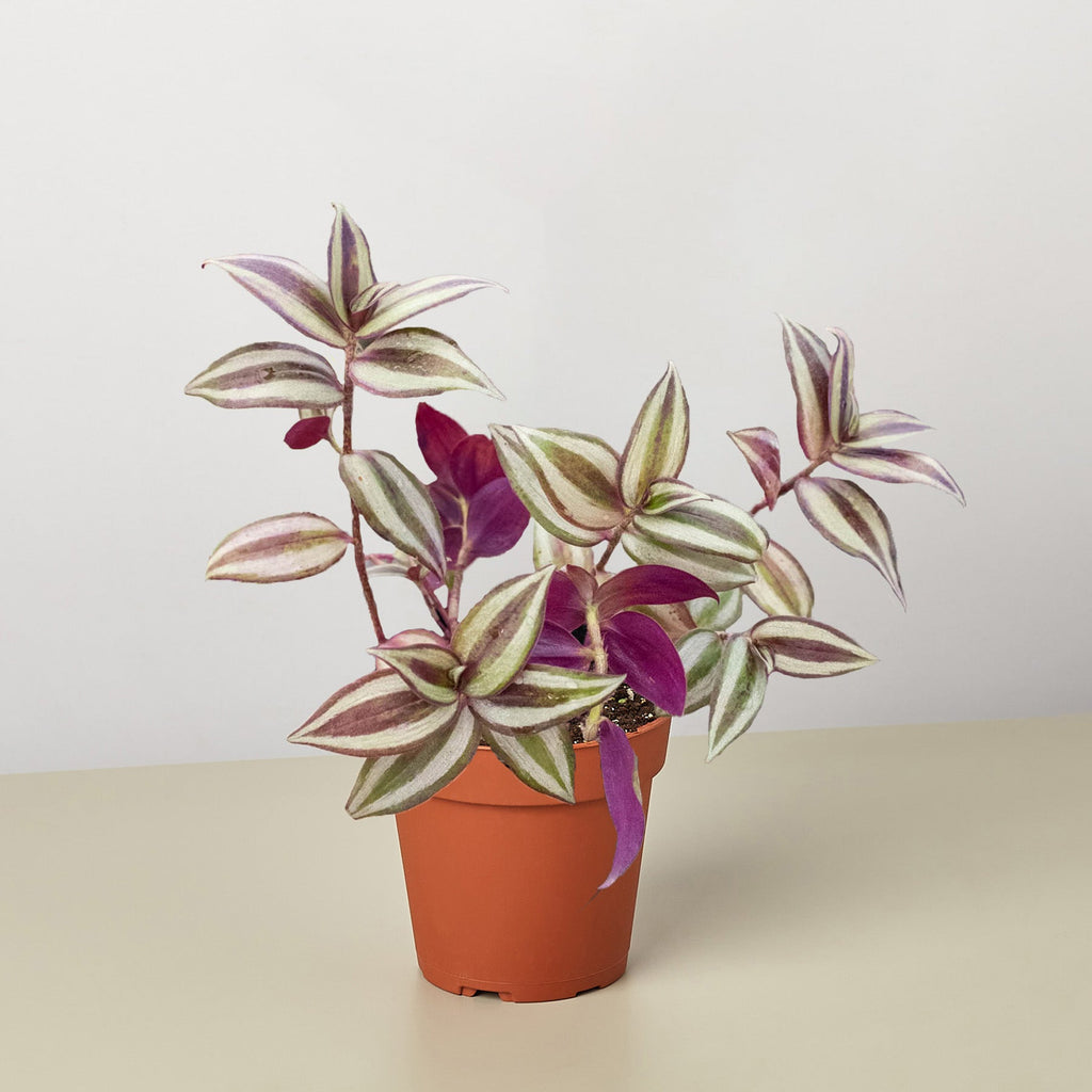Wandering Dude | Tradescantia Zebrina