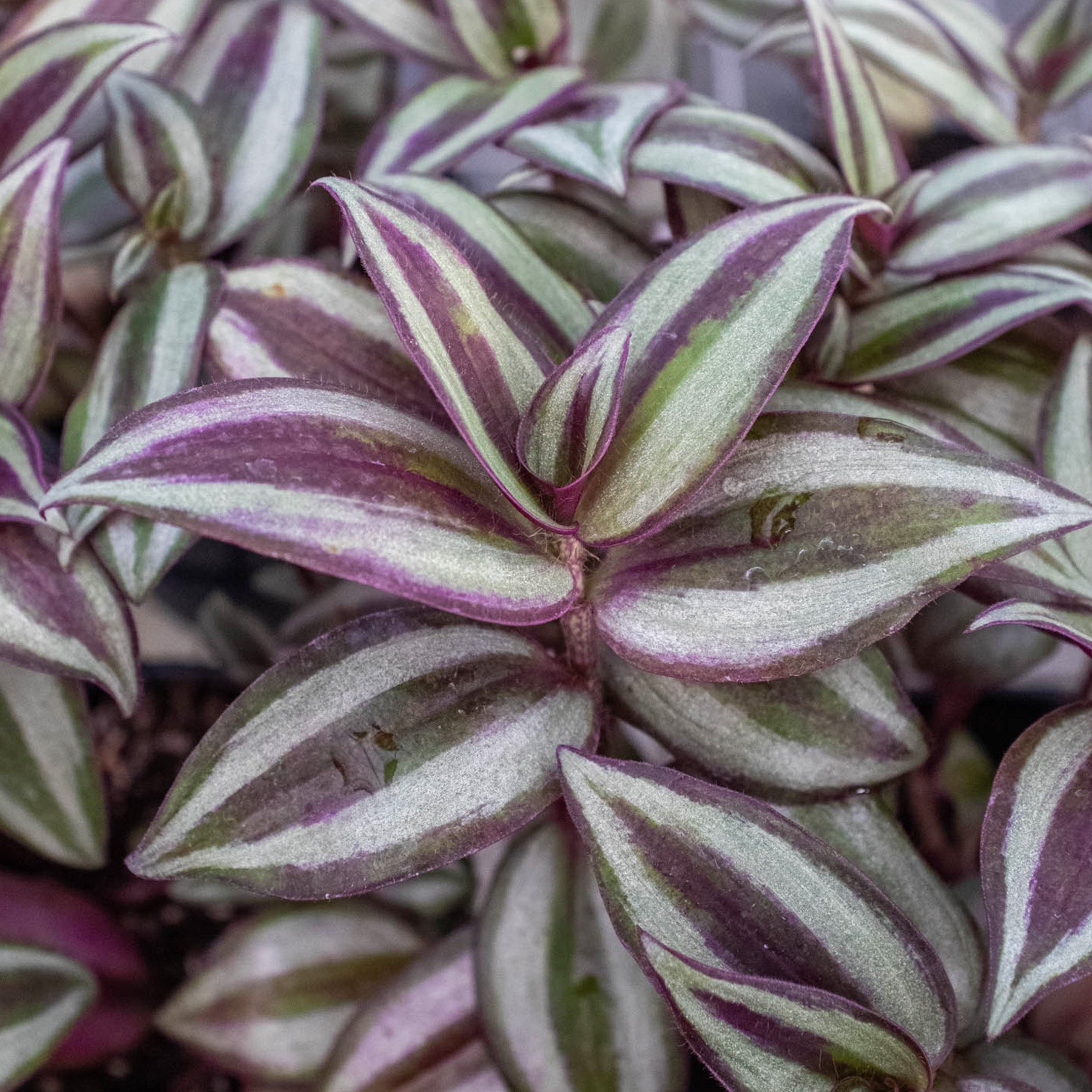 Wandering Dude | Tradescantia Zebrina