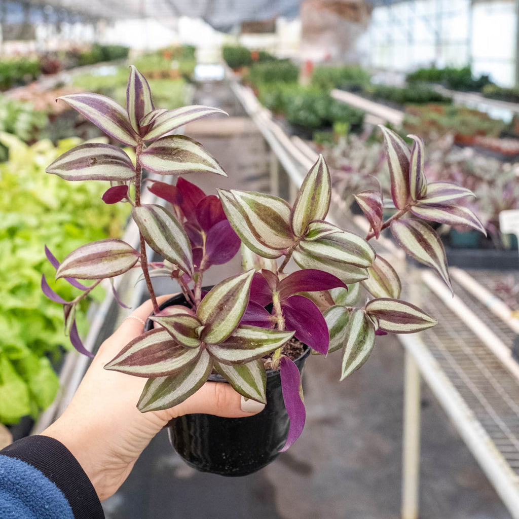 Wandering Dude | Tradescantia Zebrina