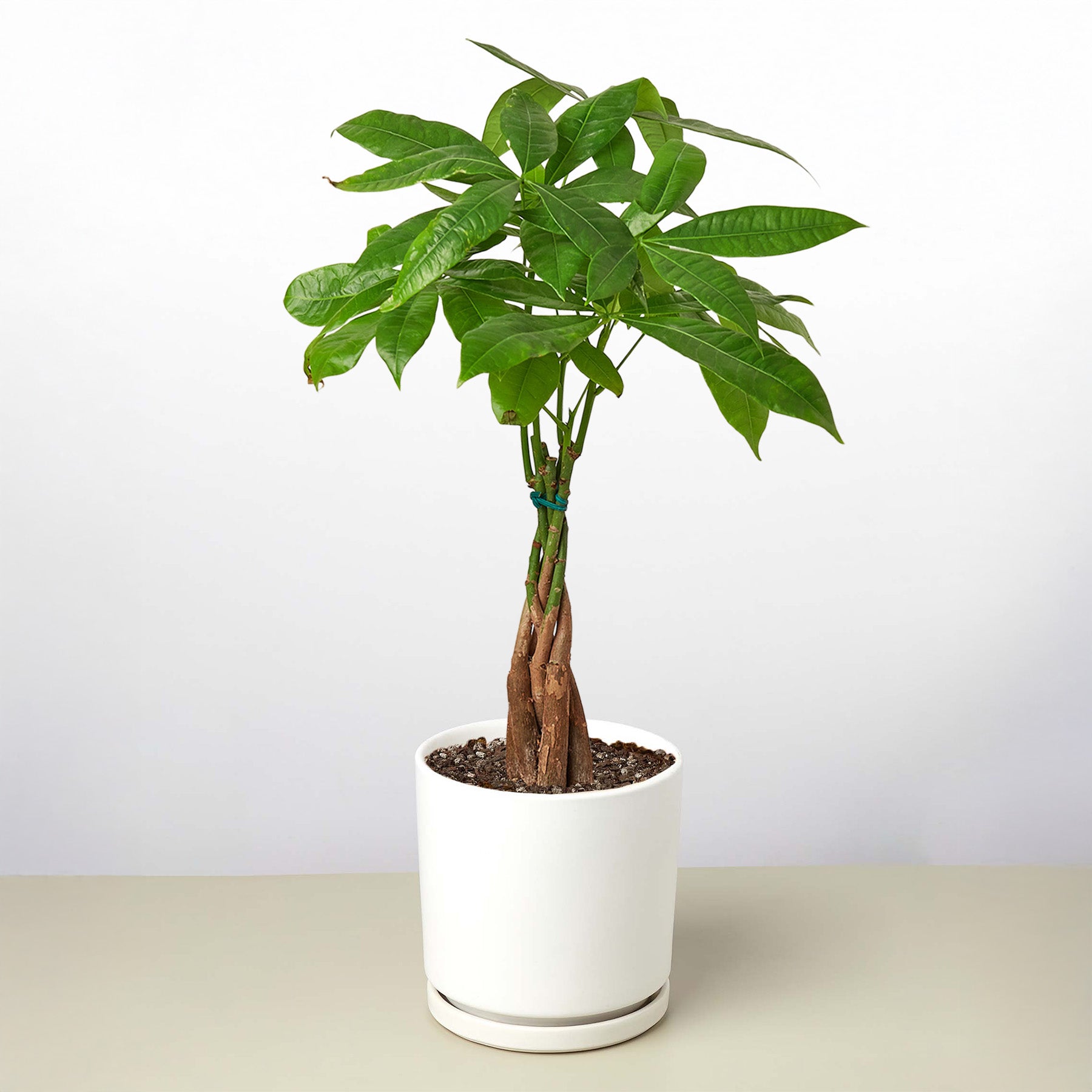 Money Tree 'Guiana Chestnut' | Pachira aquatica