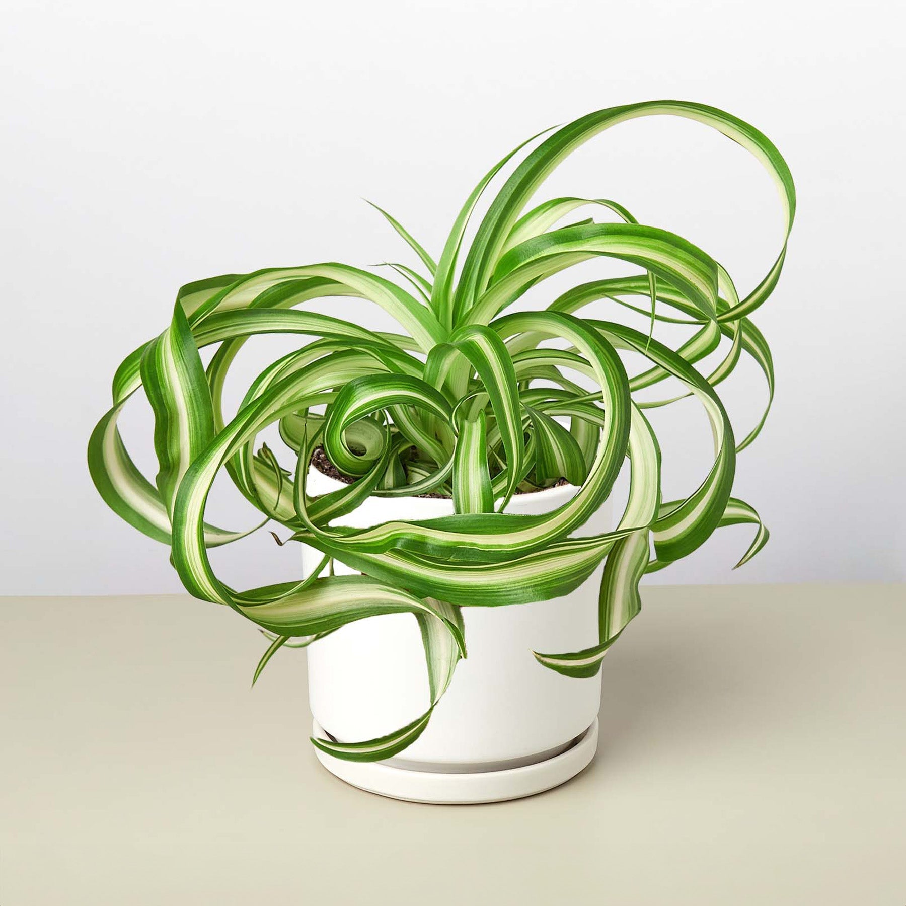 Spider Plant 'Bonnie' | Chlorophytum comosum 'Bonnie'