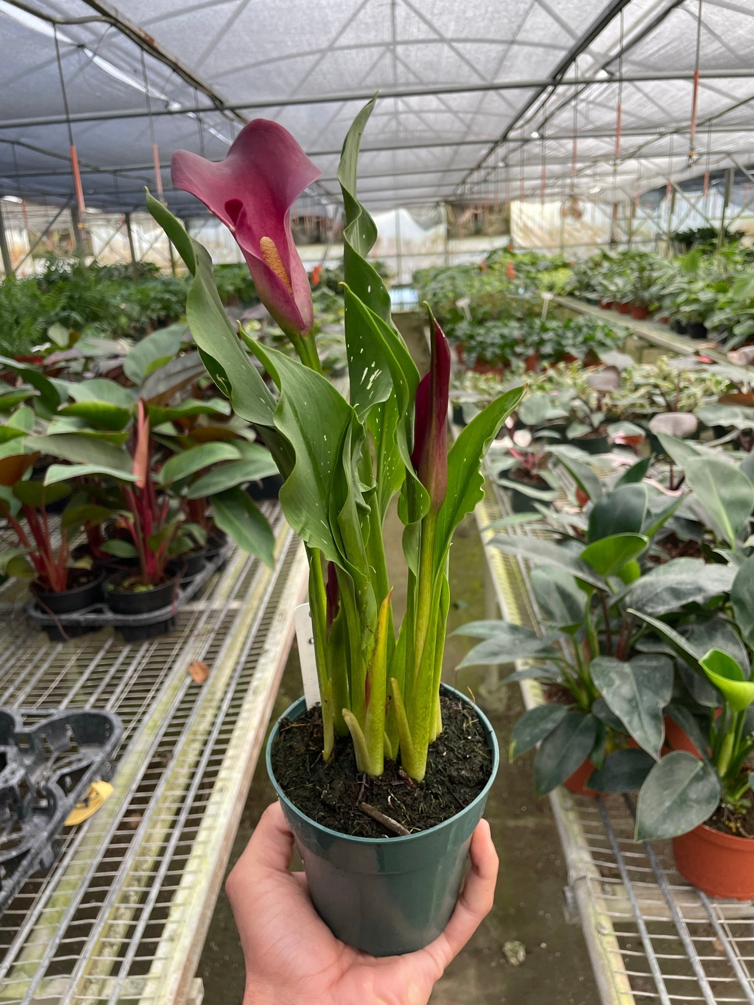 Calla Lily | Zantedeschia