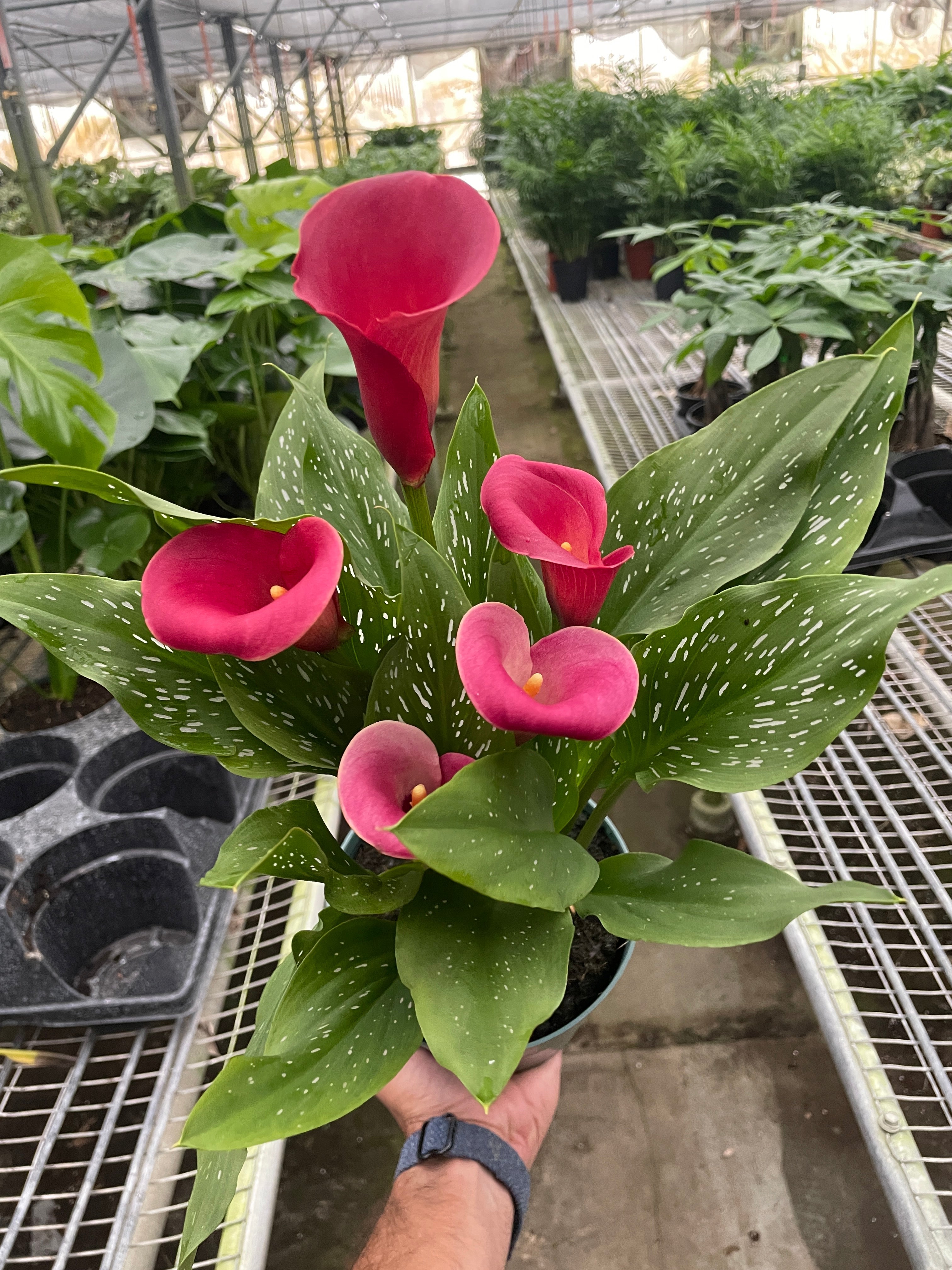 Calla Lily | Zantedeschia