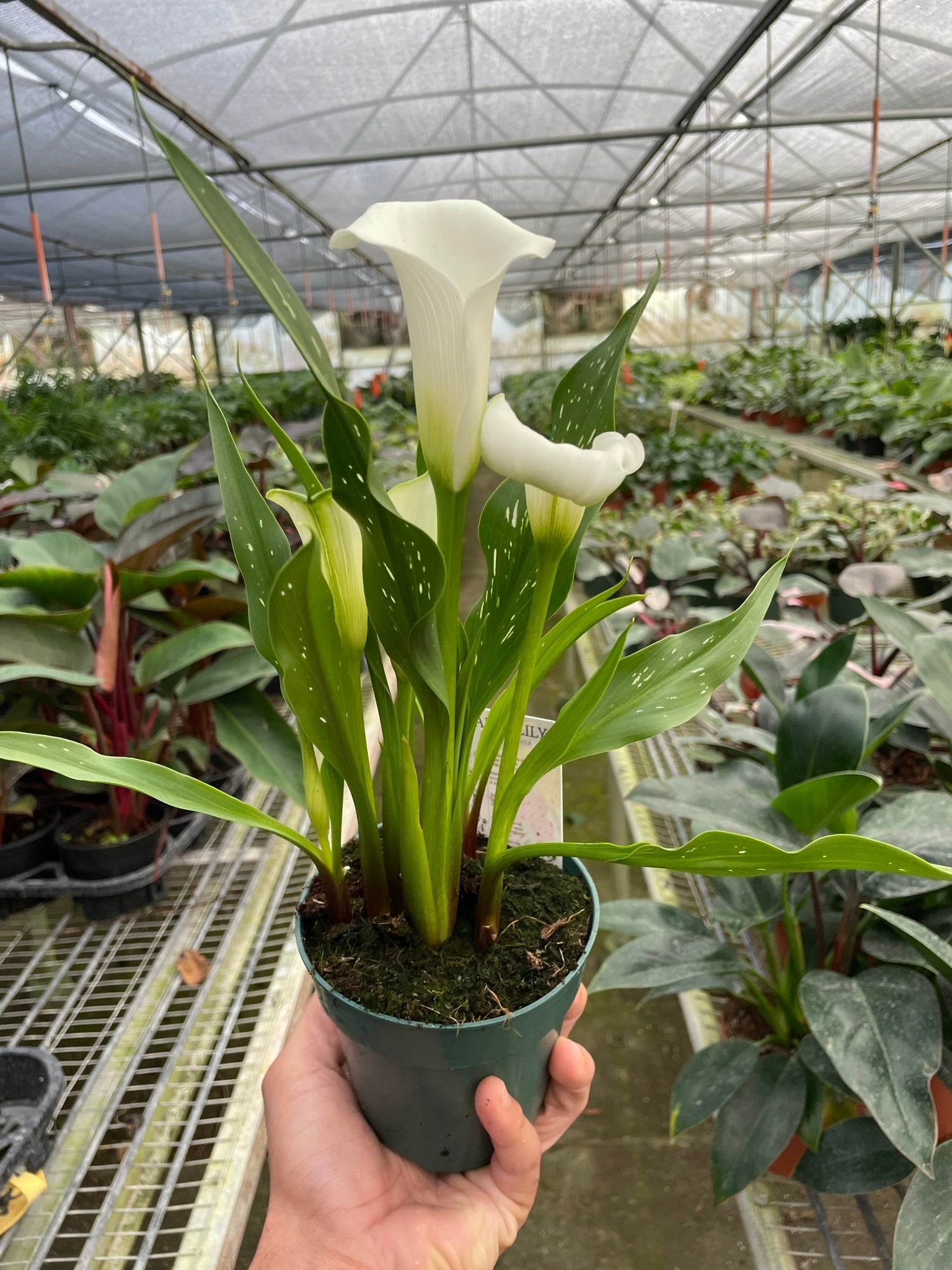 Calla Lily | Zantedeschia