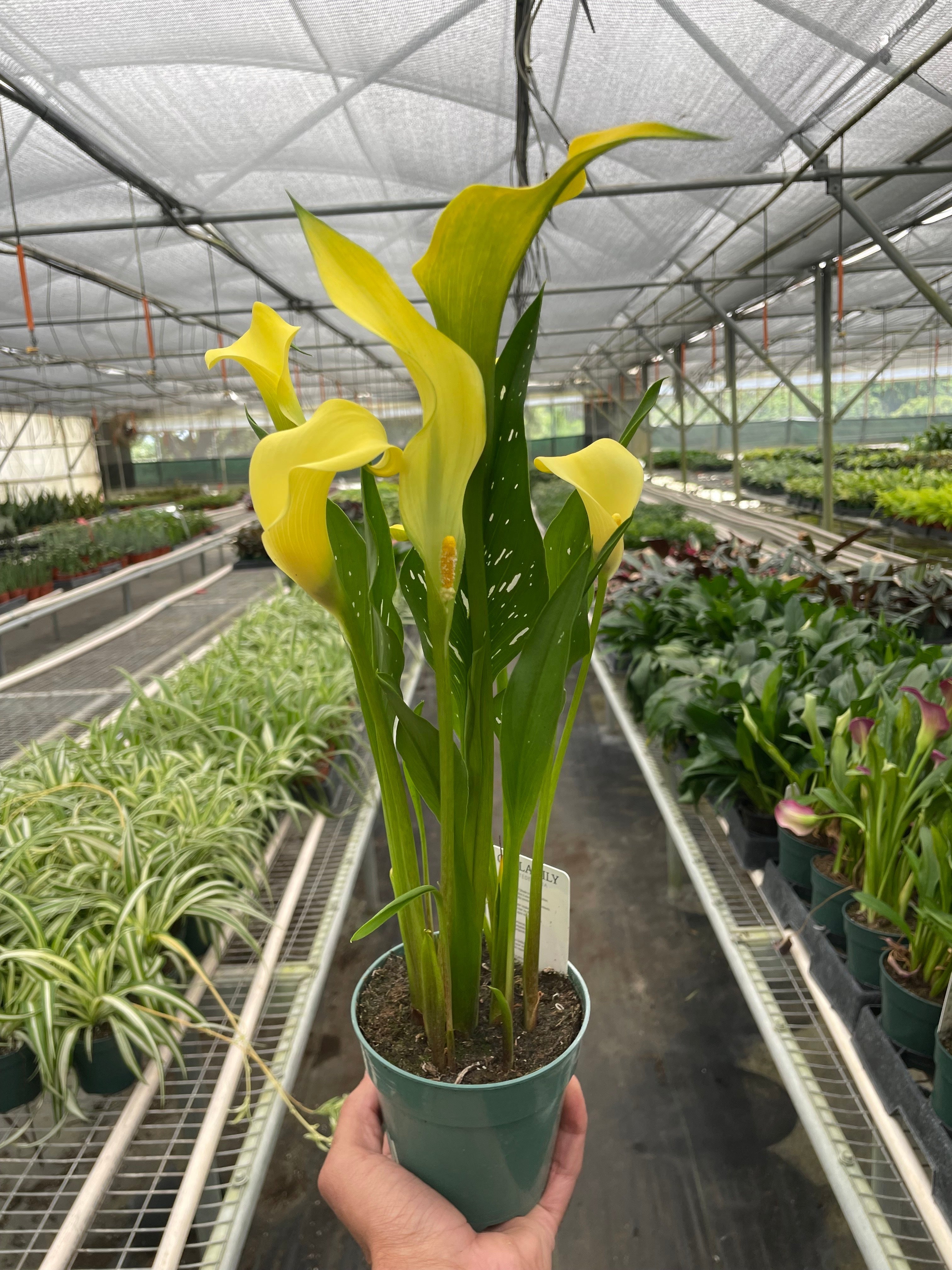 Calla Lily | Zantedeschia