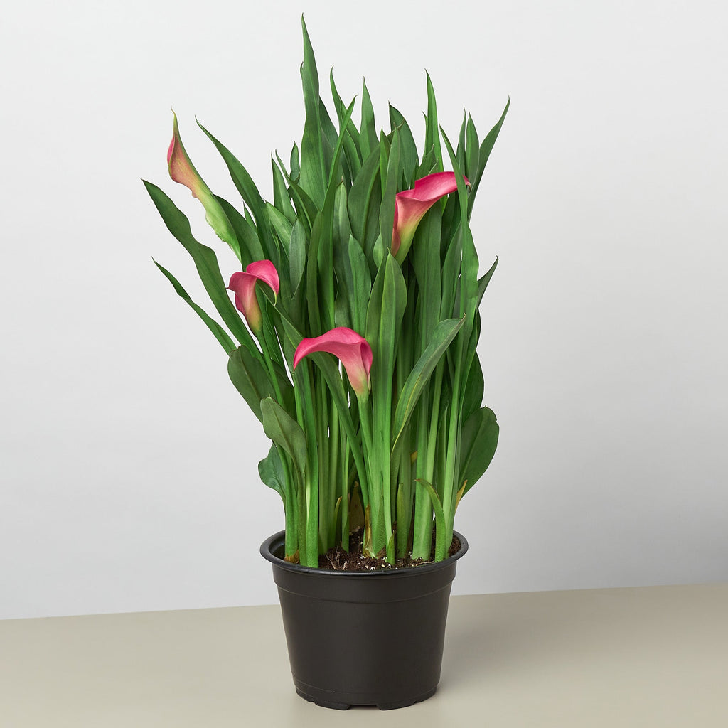 Calla Lily | Zantedeschia