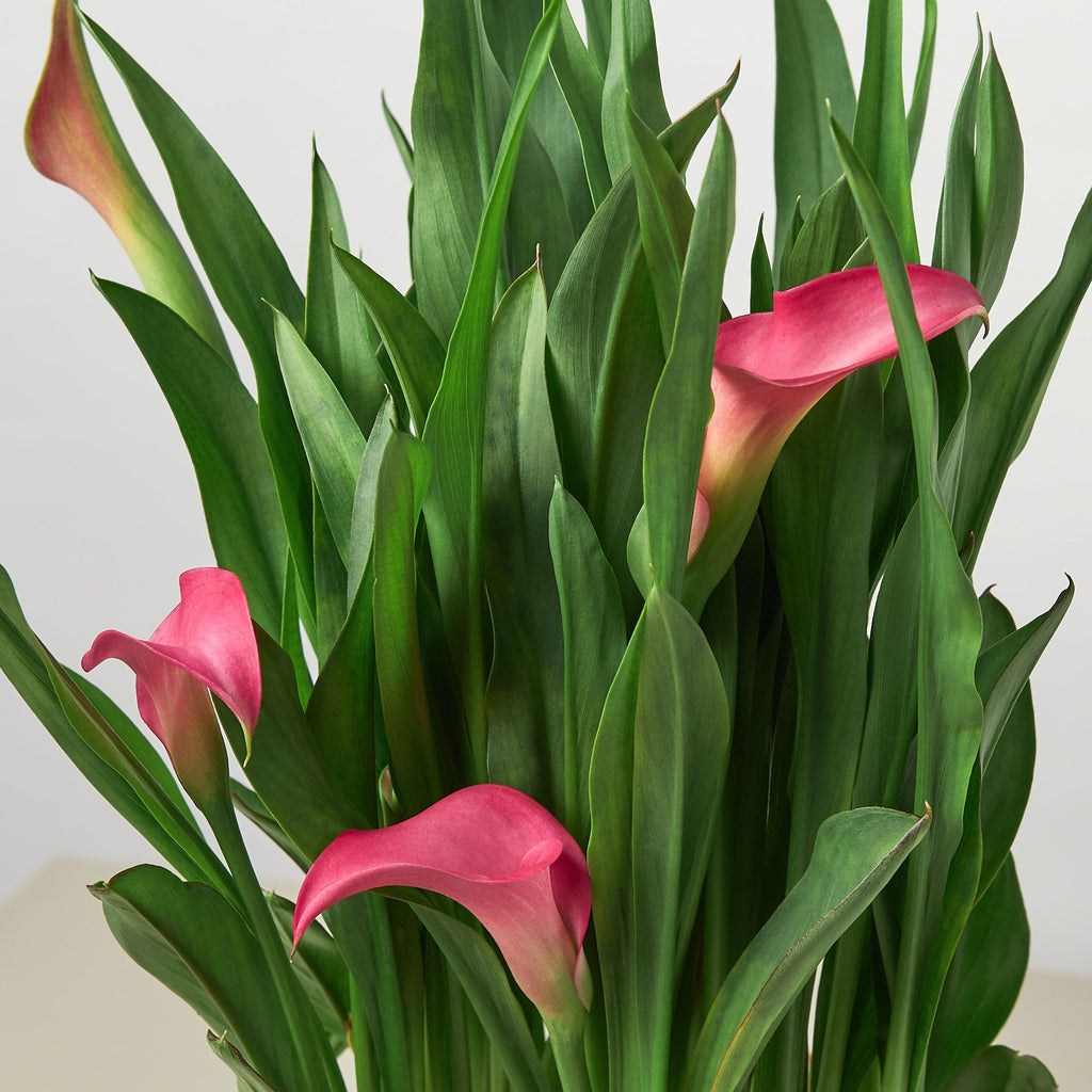 Calla Lily | Zantedeschia