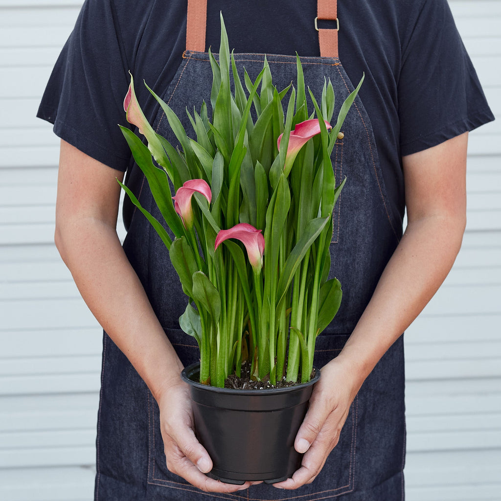 Calla Lily | Zantedeschia