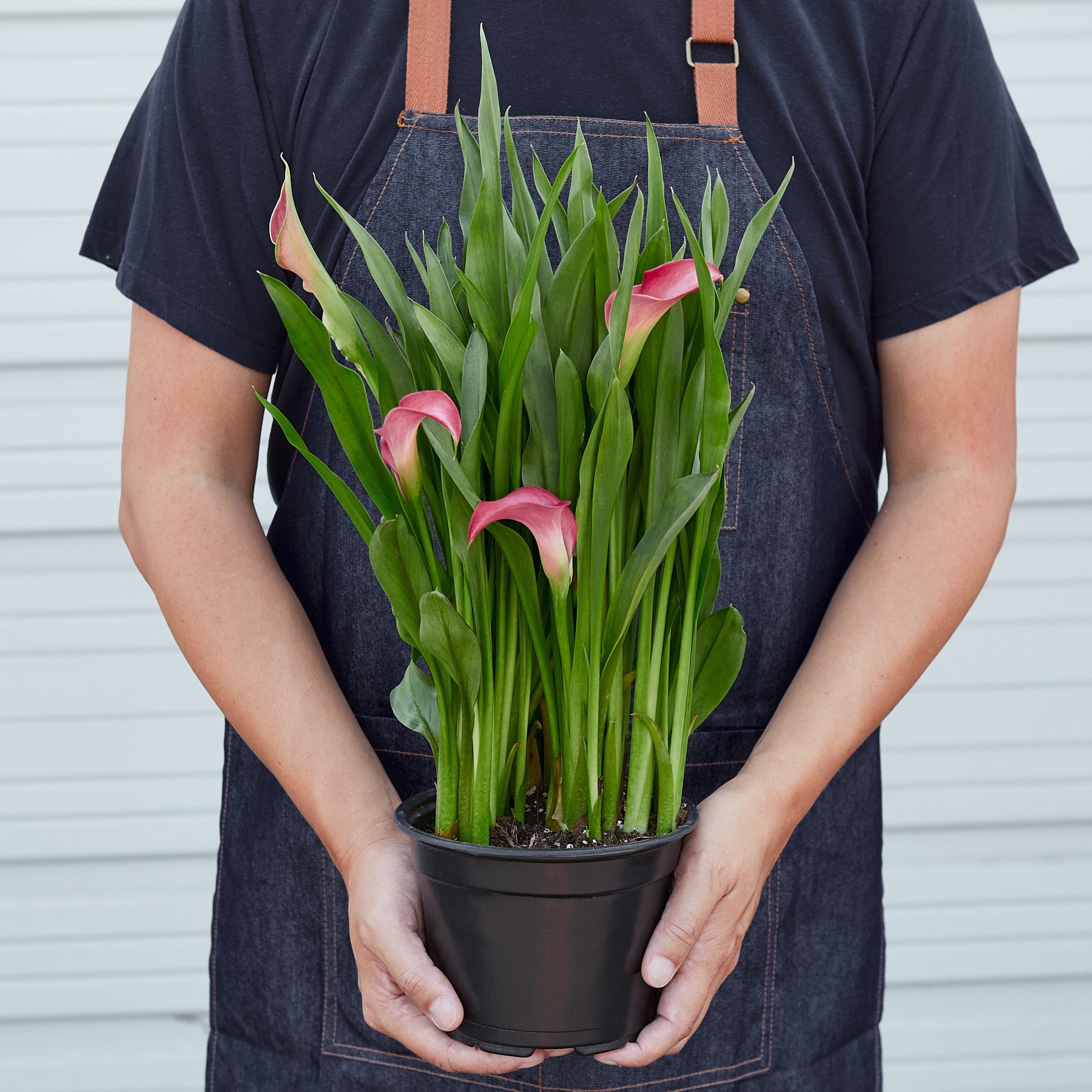 Calla Lily | Zantedeschia