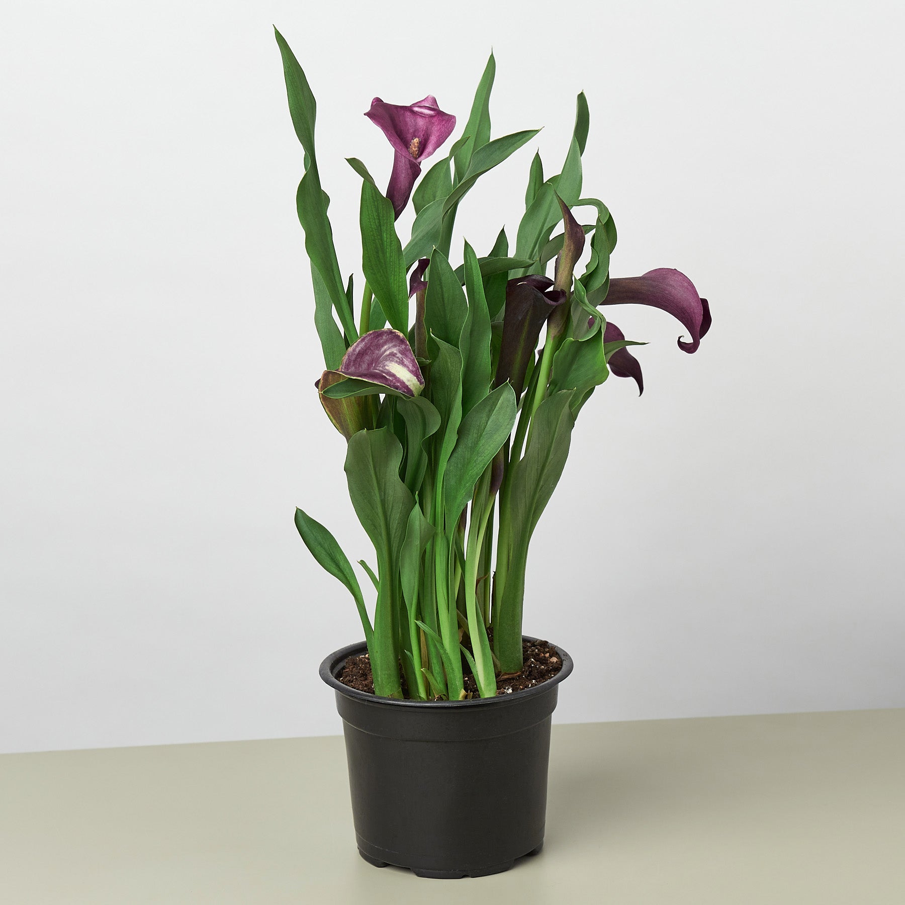 Calla Lily | Zantedeschia
