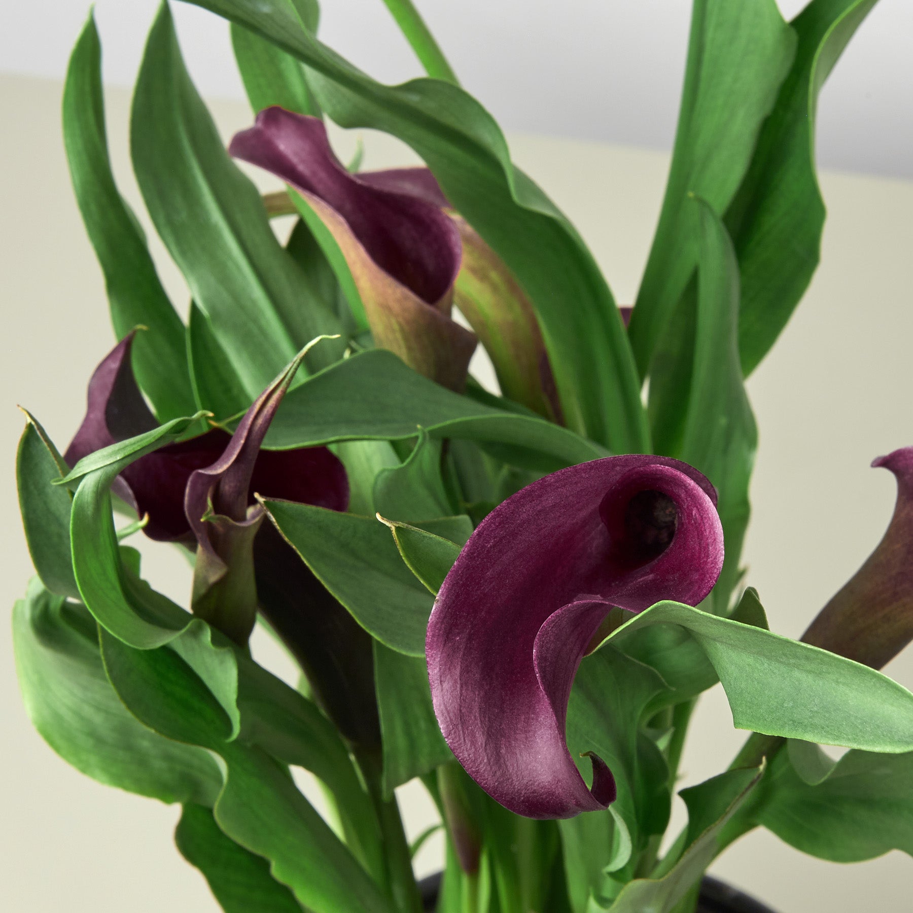 Calla Lily | Zantedeschia