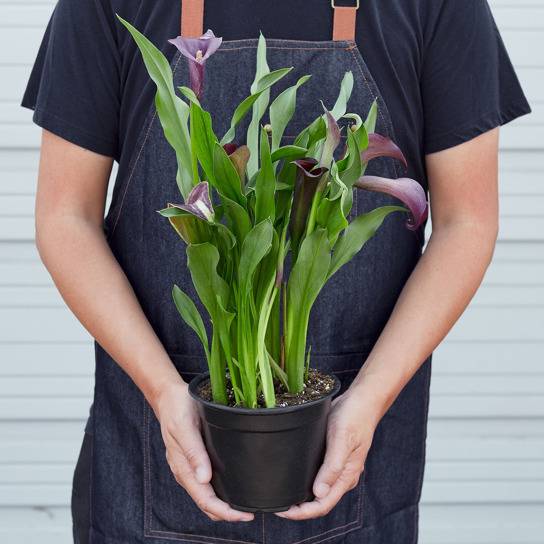 Calla Lily | Zantedeschia