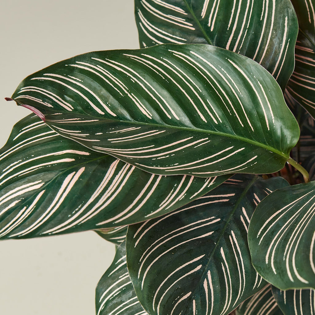 Calathea 'Ornata' | Goeppertia ornata
