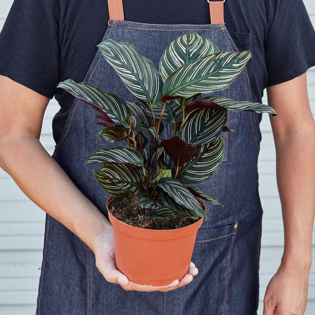 Calathea 'Ornata' | Goeppertia ornata