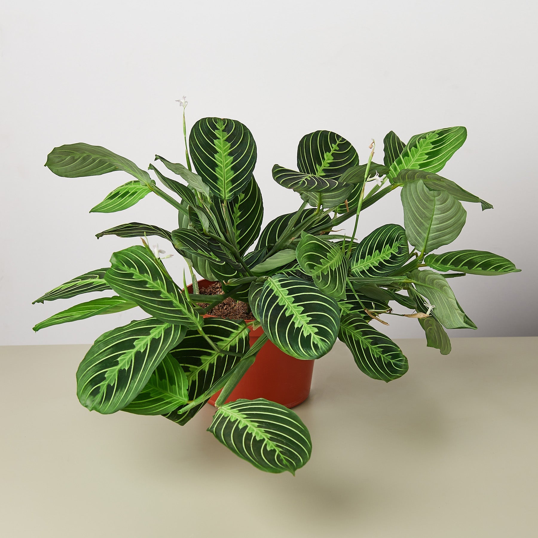 Maranta 'Lemon Lime' | Maranta leuconeura 'Lemon Lime'