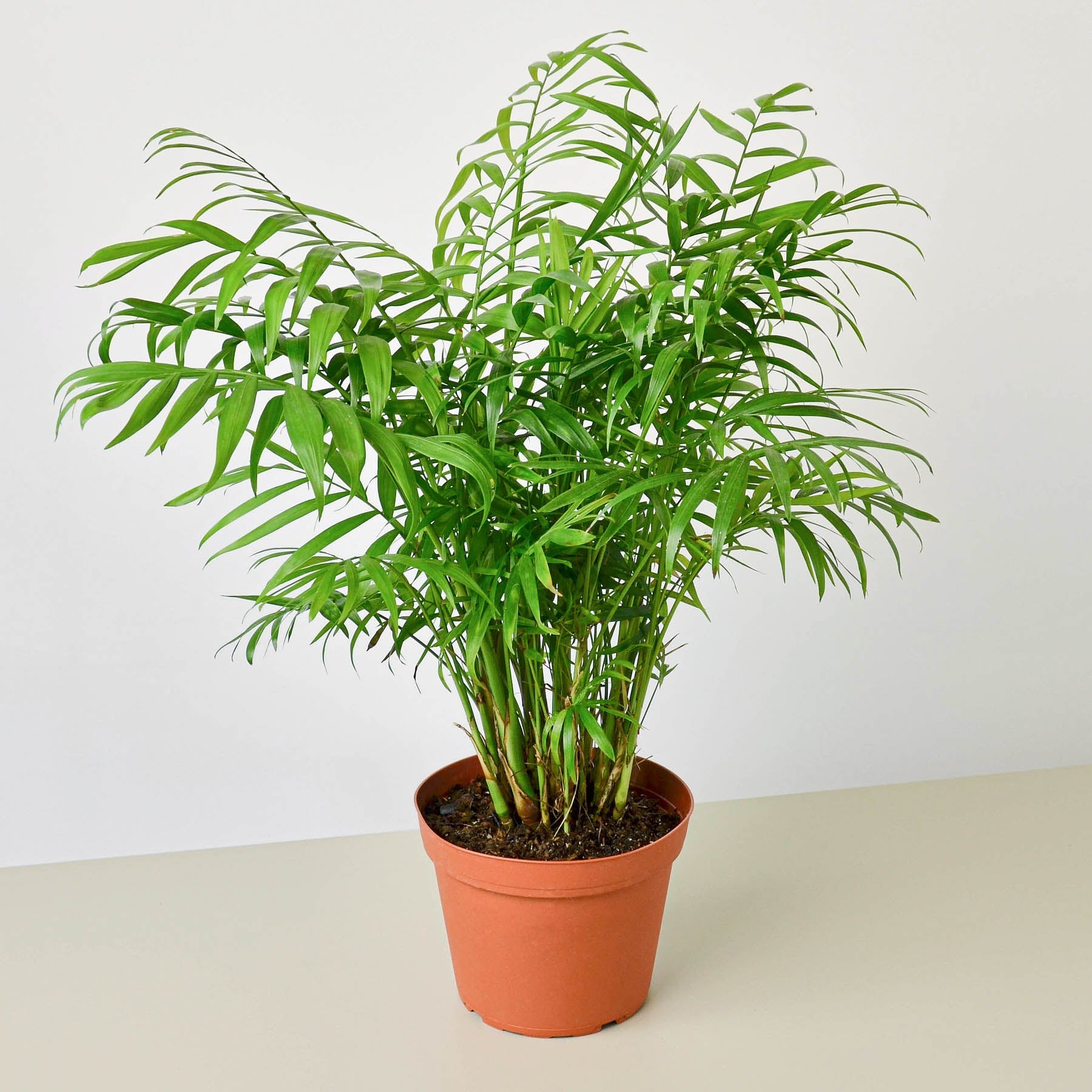 Parlor Palm | Chamaedorea elegans