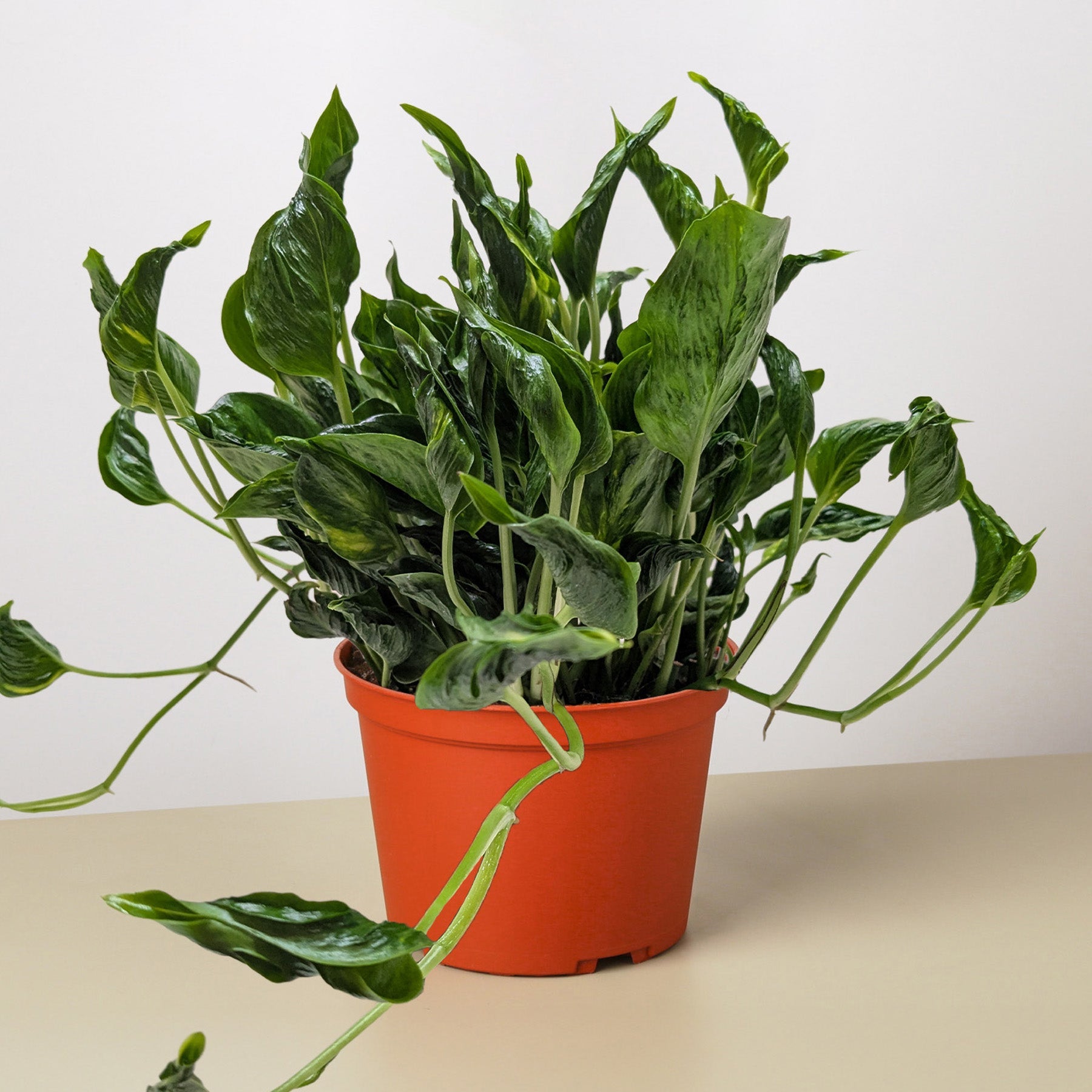 Pothos 'Shangri La' | Epipremnum aureum 'Shangri La'