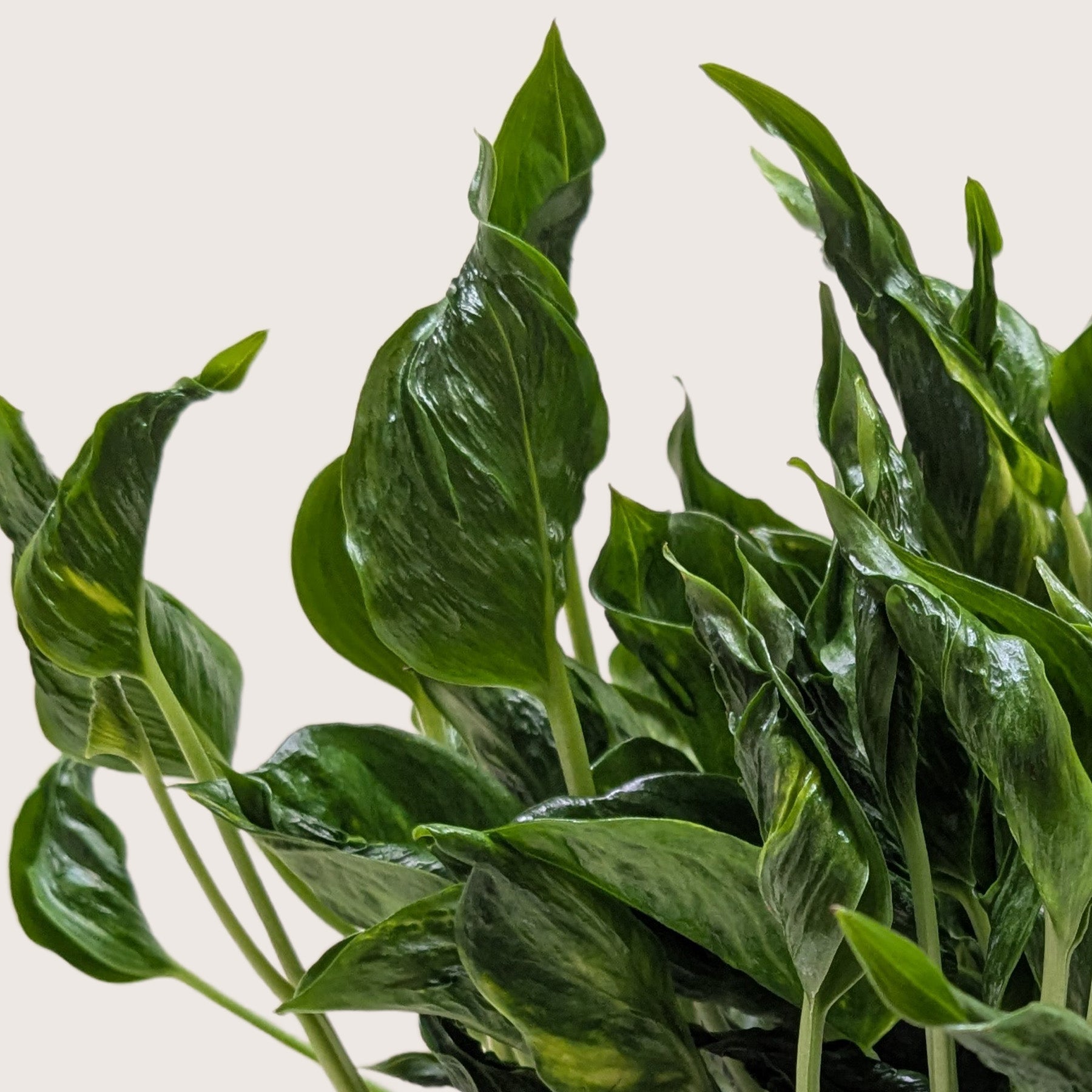 Pothos 'Shangri La' | Epipremnum aureum 'Shangri La'