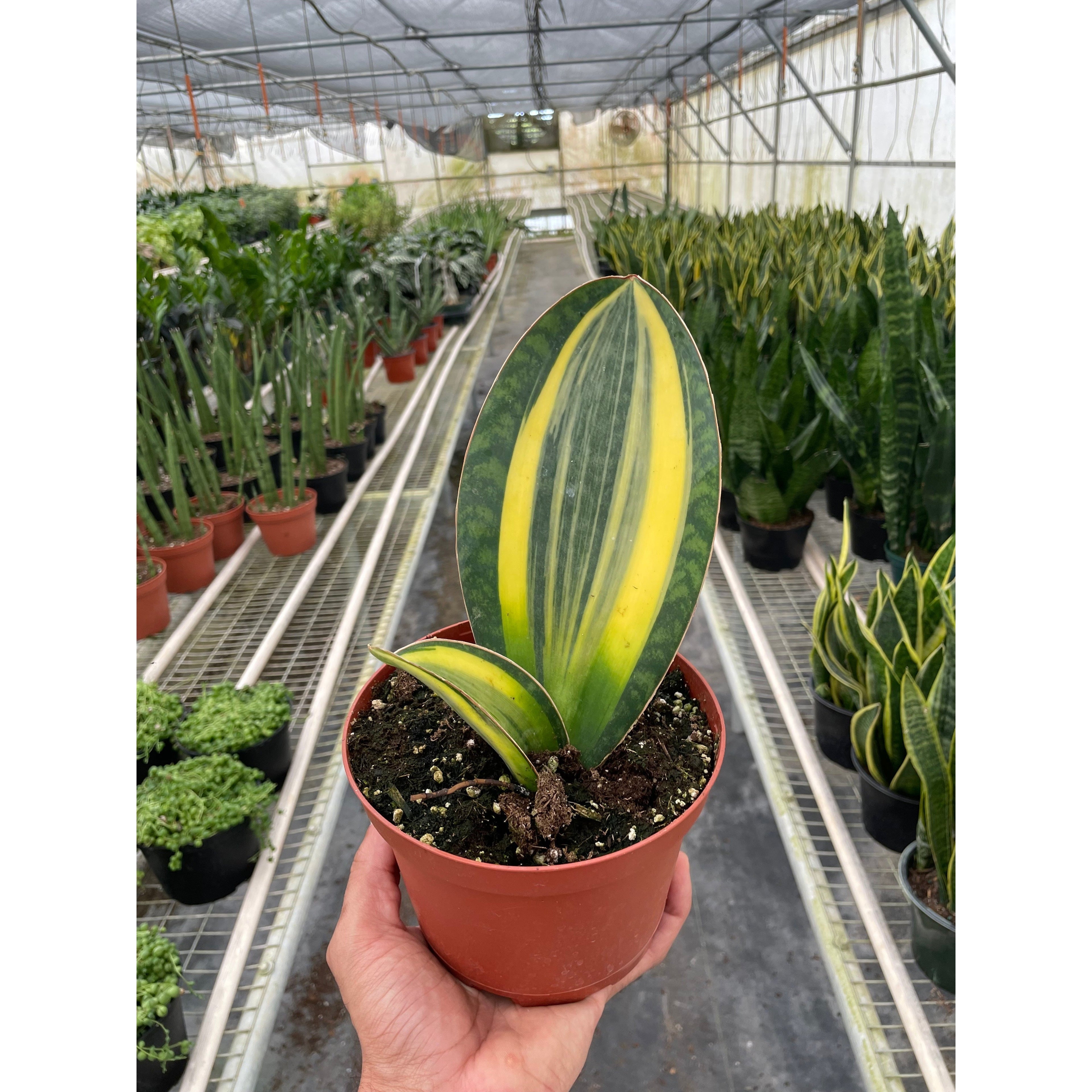 Variegated Shark Fin Snake Plant | Sansevieria masoniana 'Variegated'