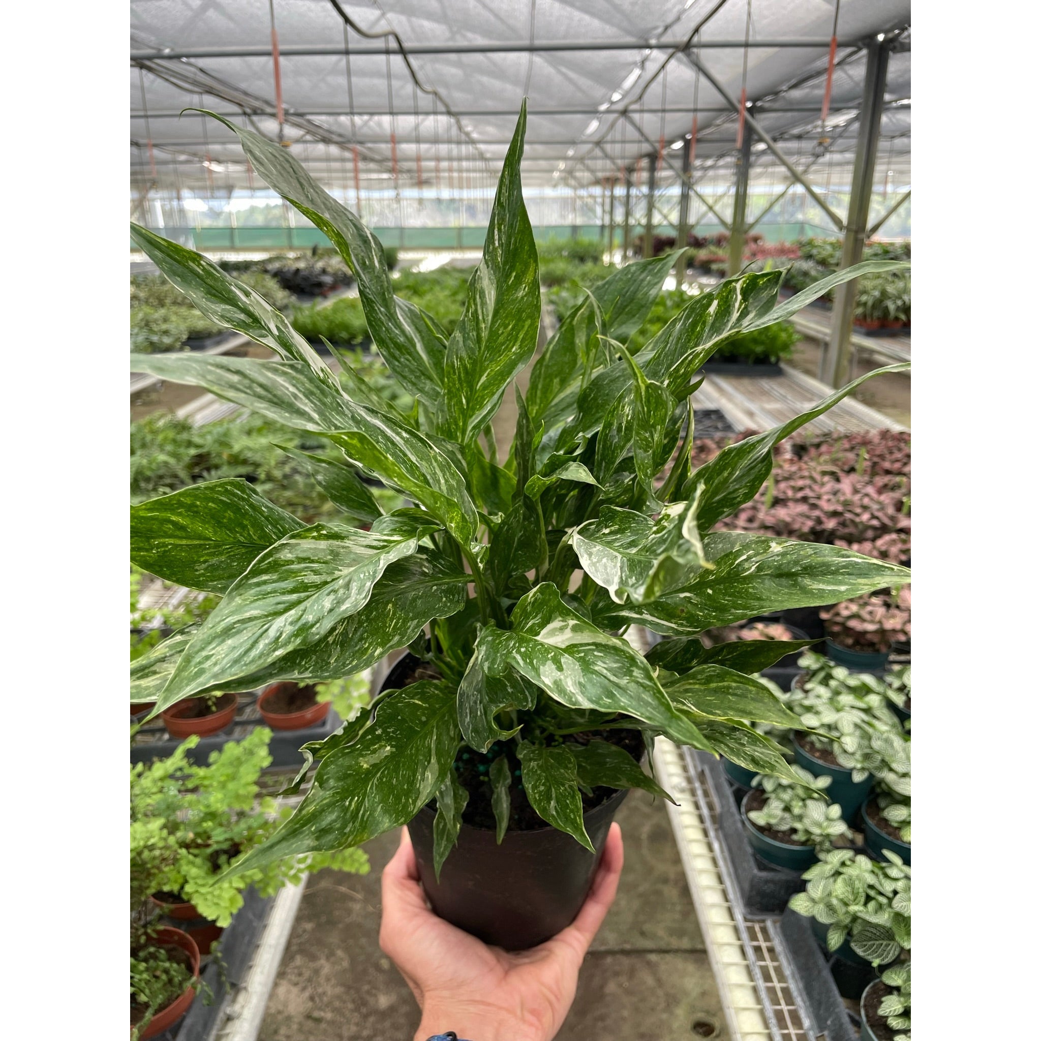 Variegated Peace Lily 'Domino' | Spathiphyllum 'Domino'