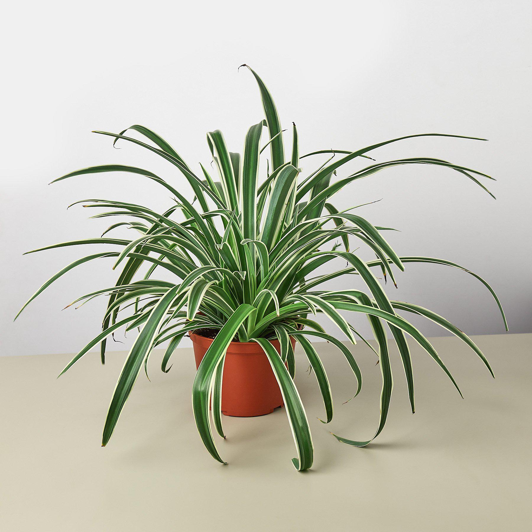 Spider Plant 'Reverse' | Chlorophytum comosum 'Variegatum'