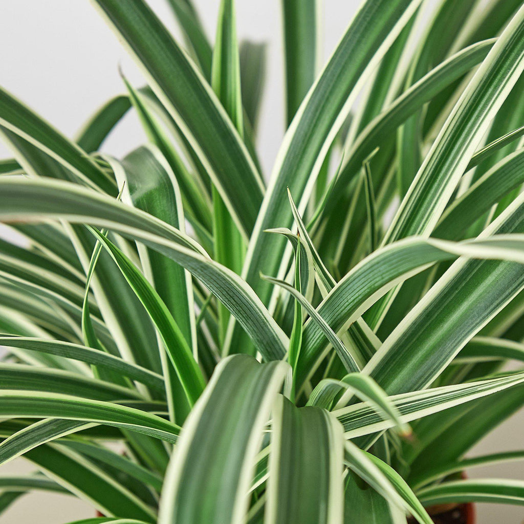 Spider Plant 'Reverse' | Chlorophytum comosum 'Variegatum'