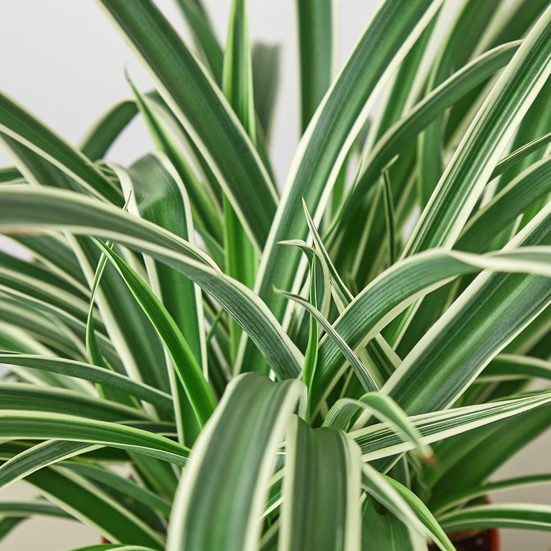 Spider Plant 'Reverse' | Chlorophytum comosum 'Variegatum'