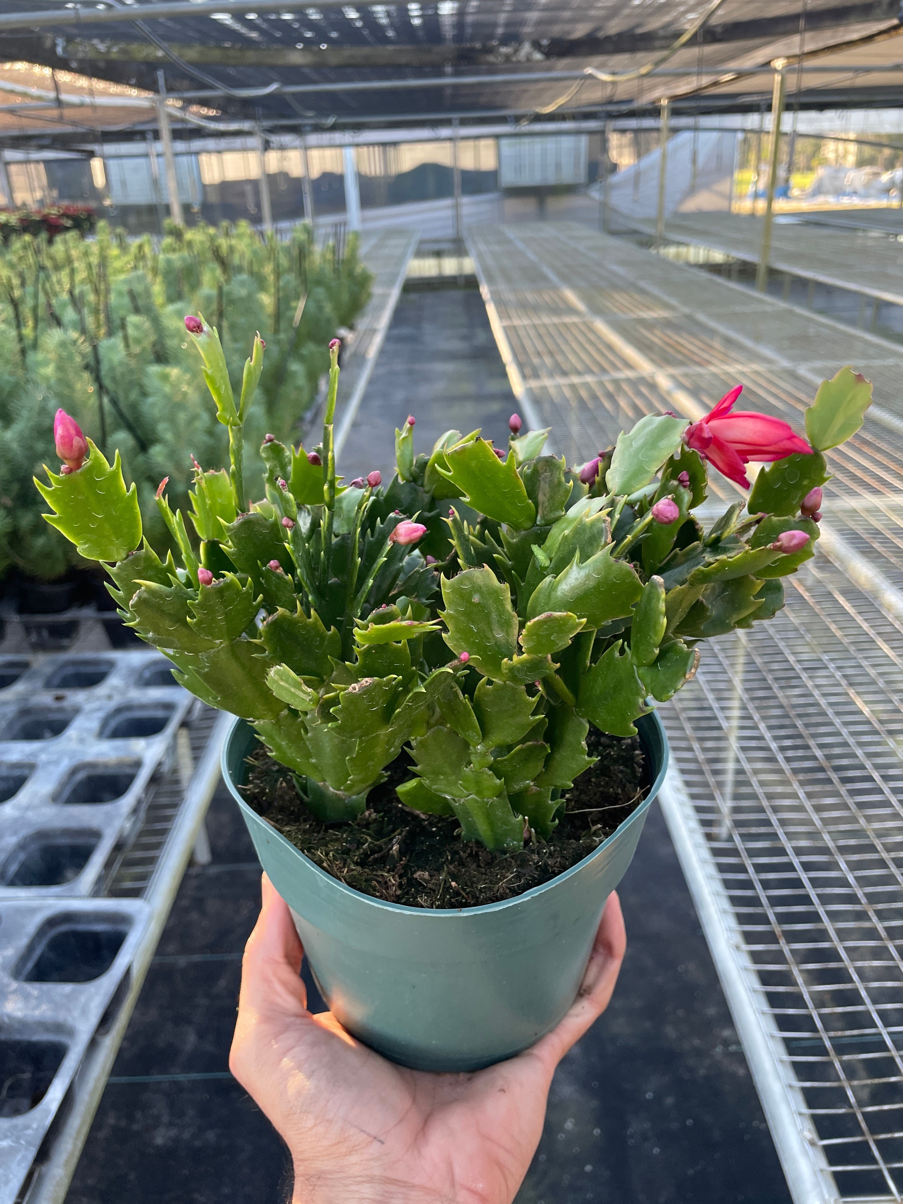 Christmas Cactus | Schlumbergera truncata