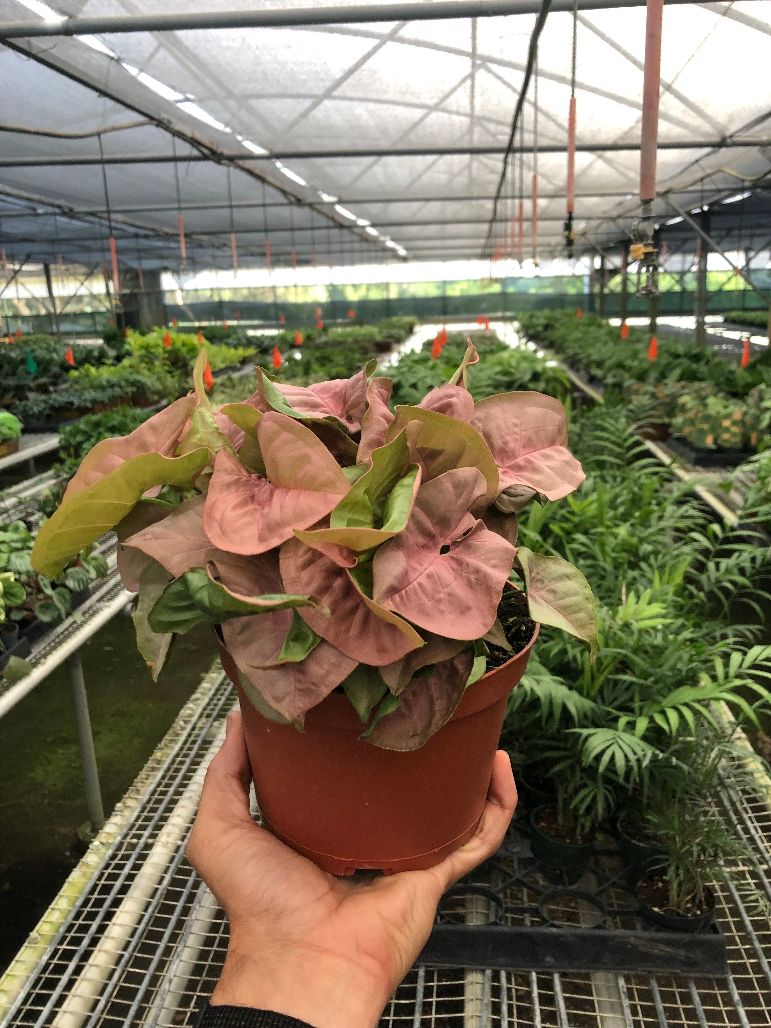 Syngonium 'Strawberry' | Syngonium podophyllum 'Strawberry'