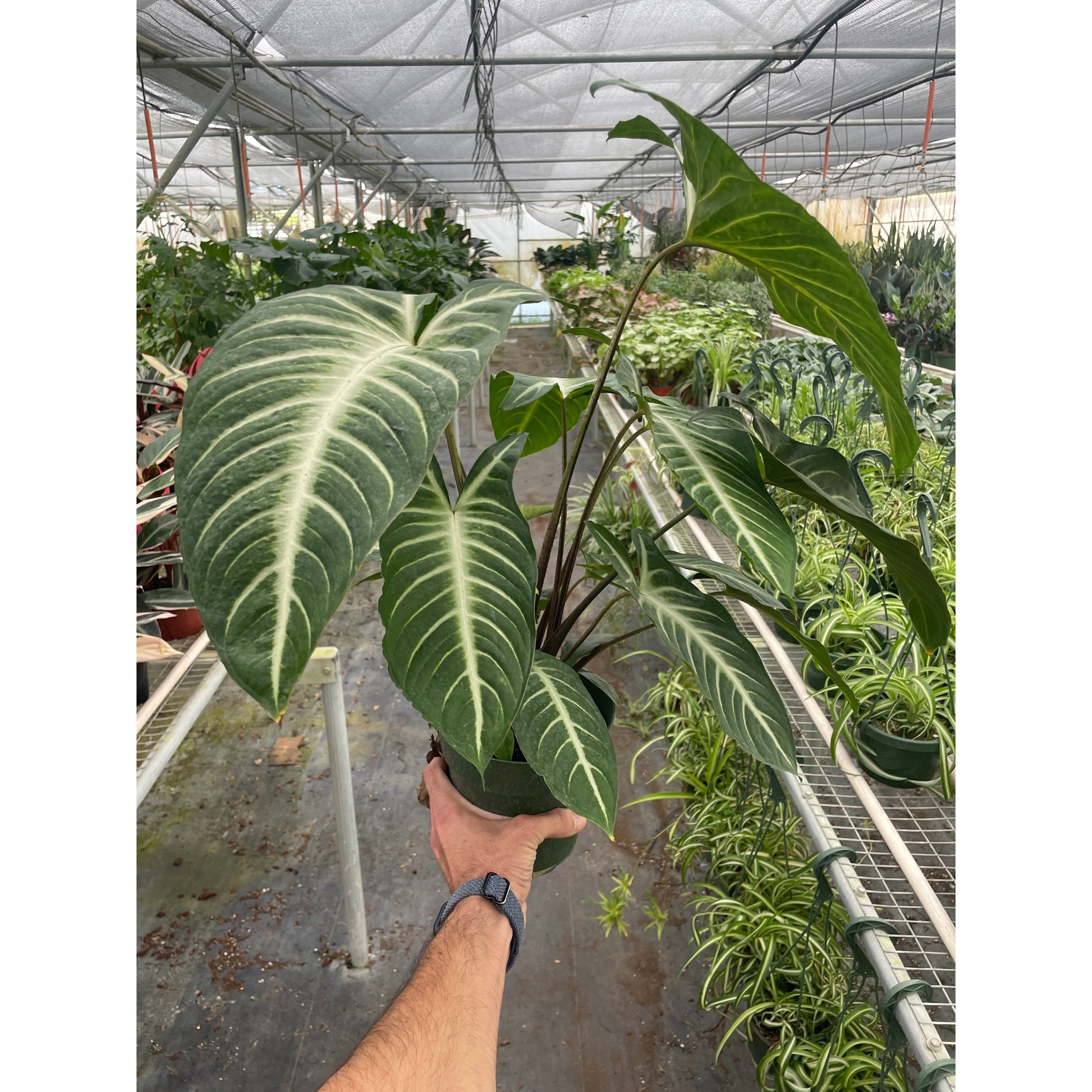 Xanthosoma 'Lendenii' | Angel's Wing
