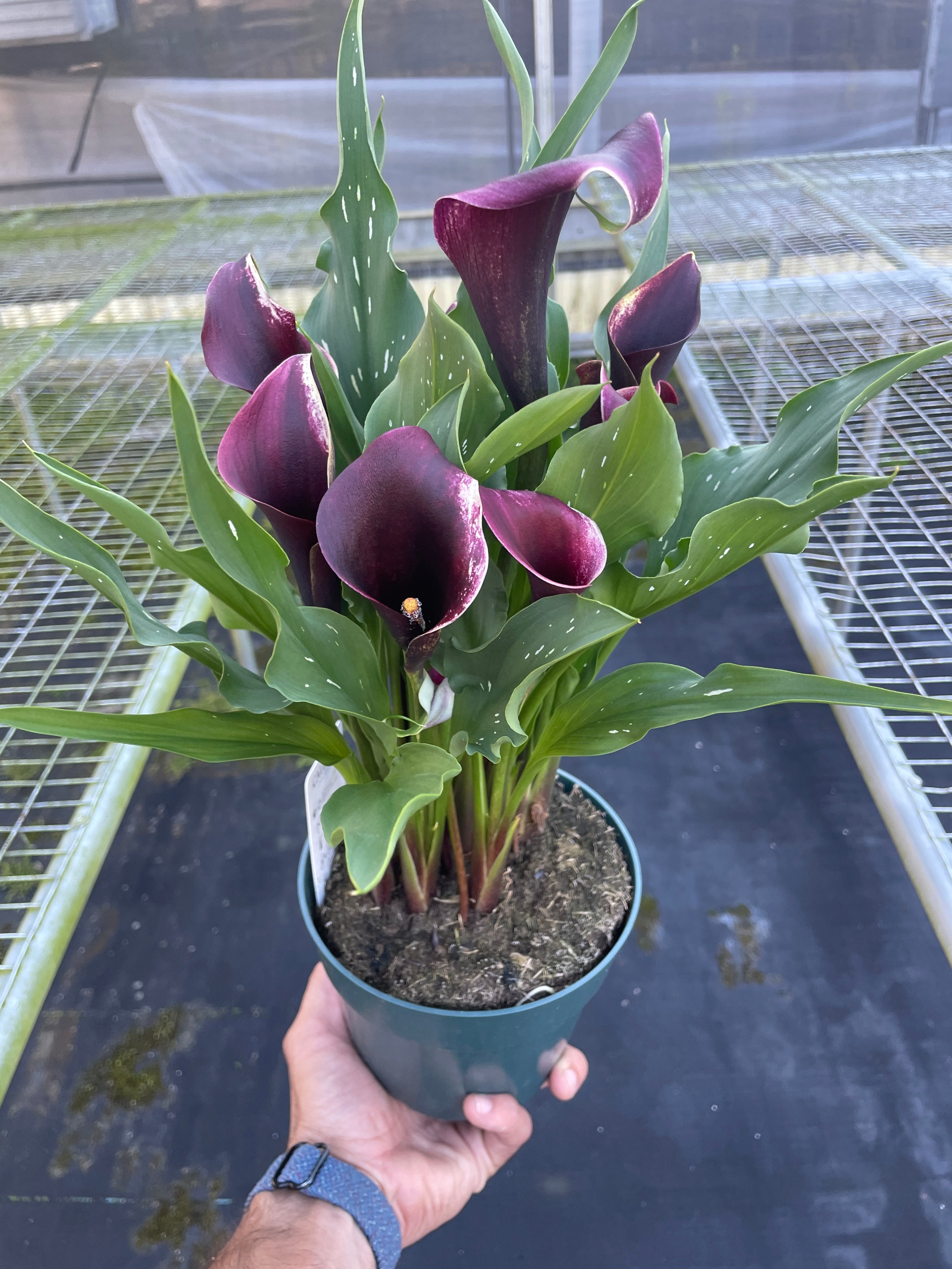 Calla Lily | Zantedeschia